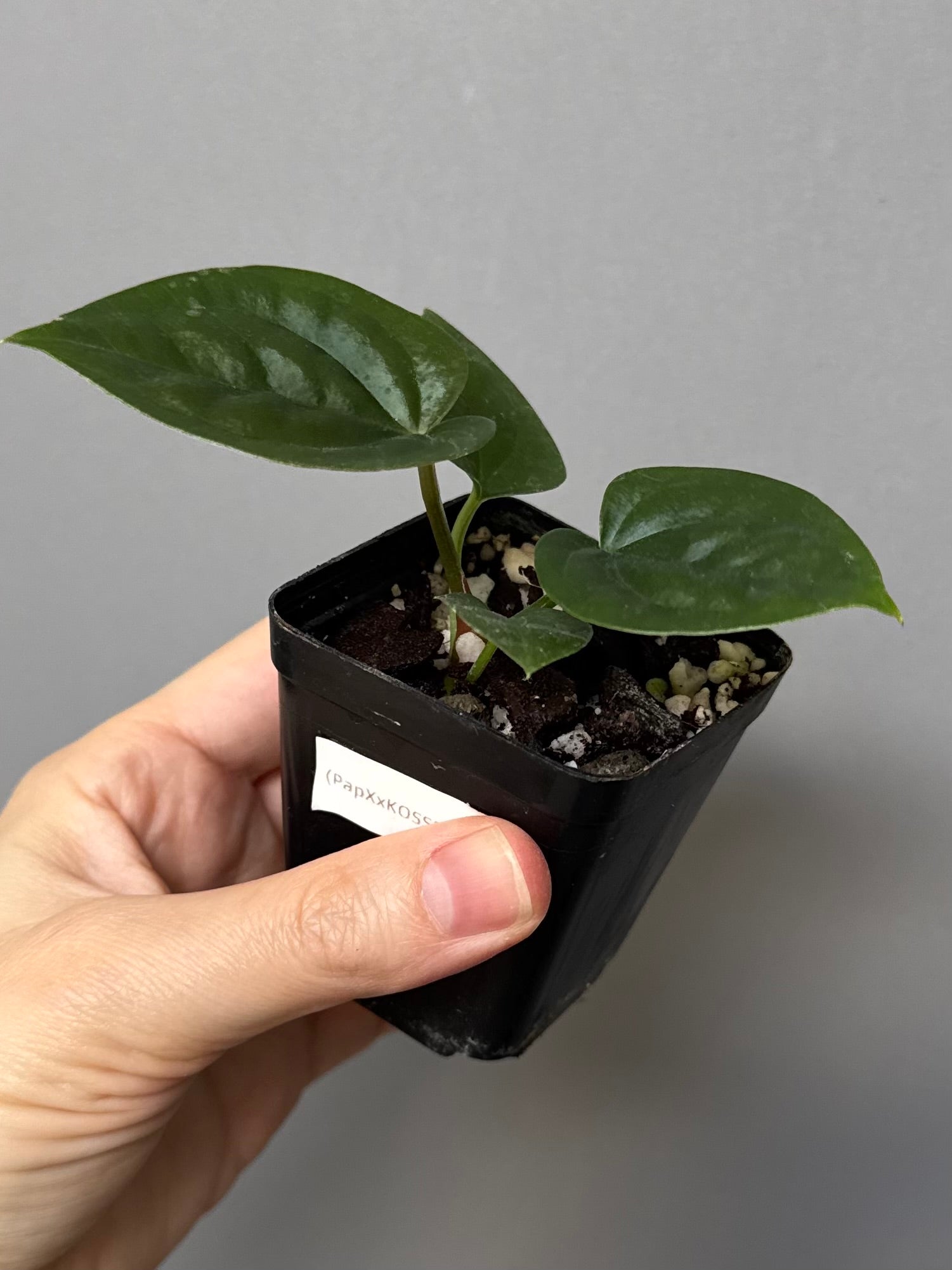 Anthurium (papillilaminum Hybrid x (KOS x Silver Blush)) X luxurians