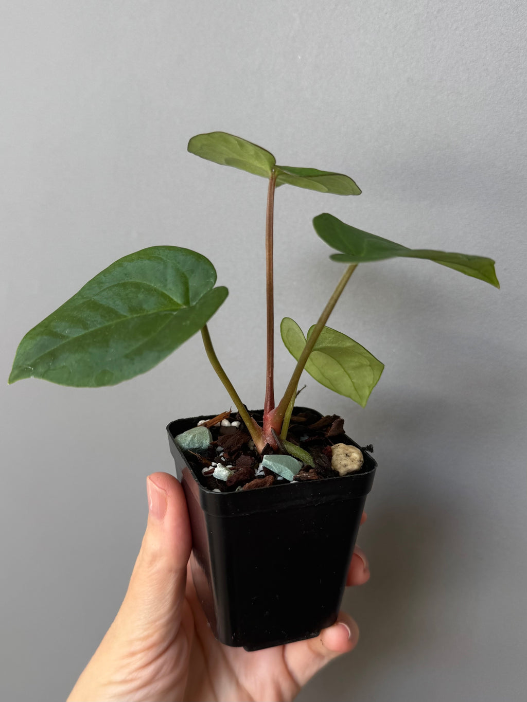 Anthurium (NSE Red Crystallinum x Carla) x RVDP