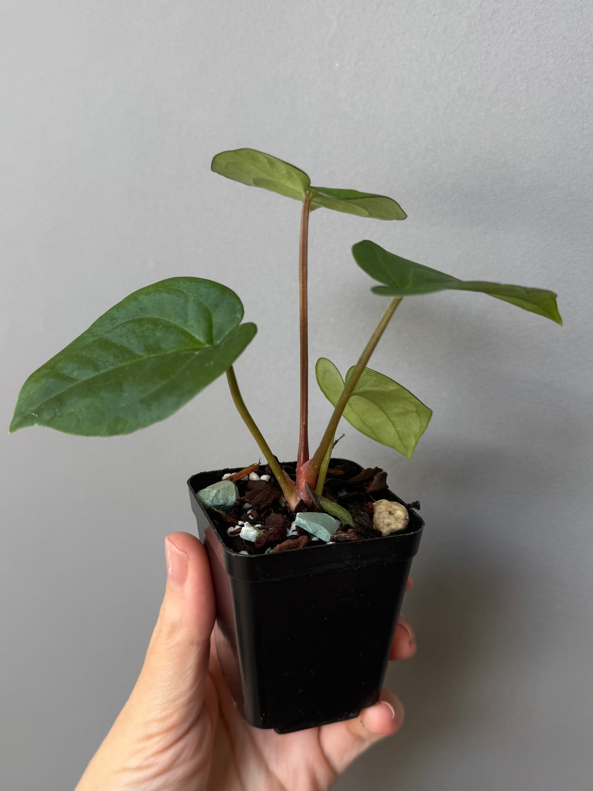 Anthurium (NSE Red Crystallinum x Carla) x RVDP