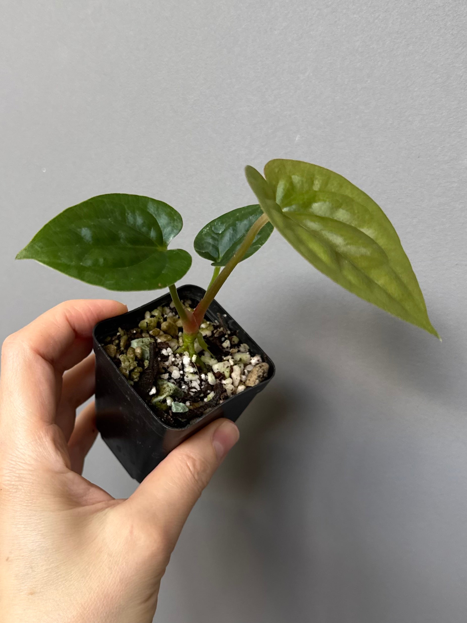 Anthurium (papillilaminum Hybrid x (KOS x Silver Blush)) X luxurians