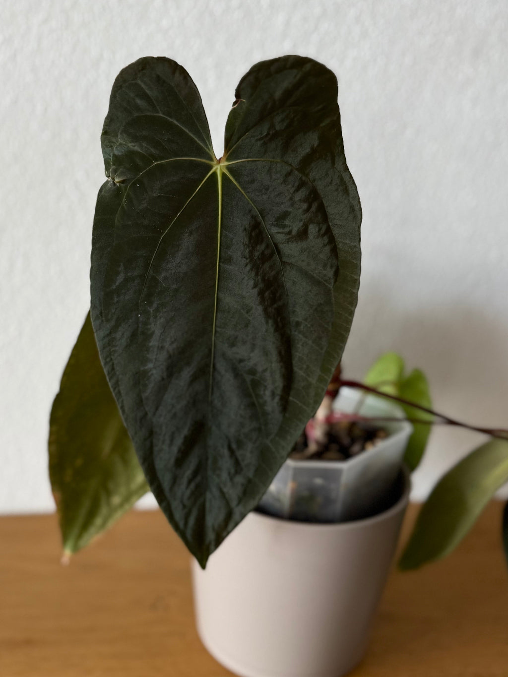 Anthurium Midnight Velvet x (papillilaminum long x long bullate)