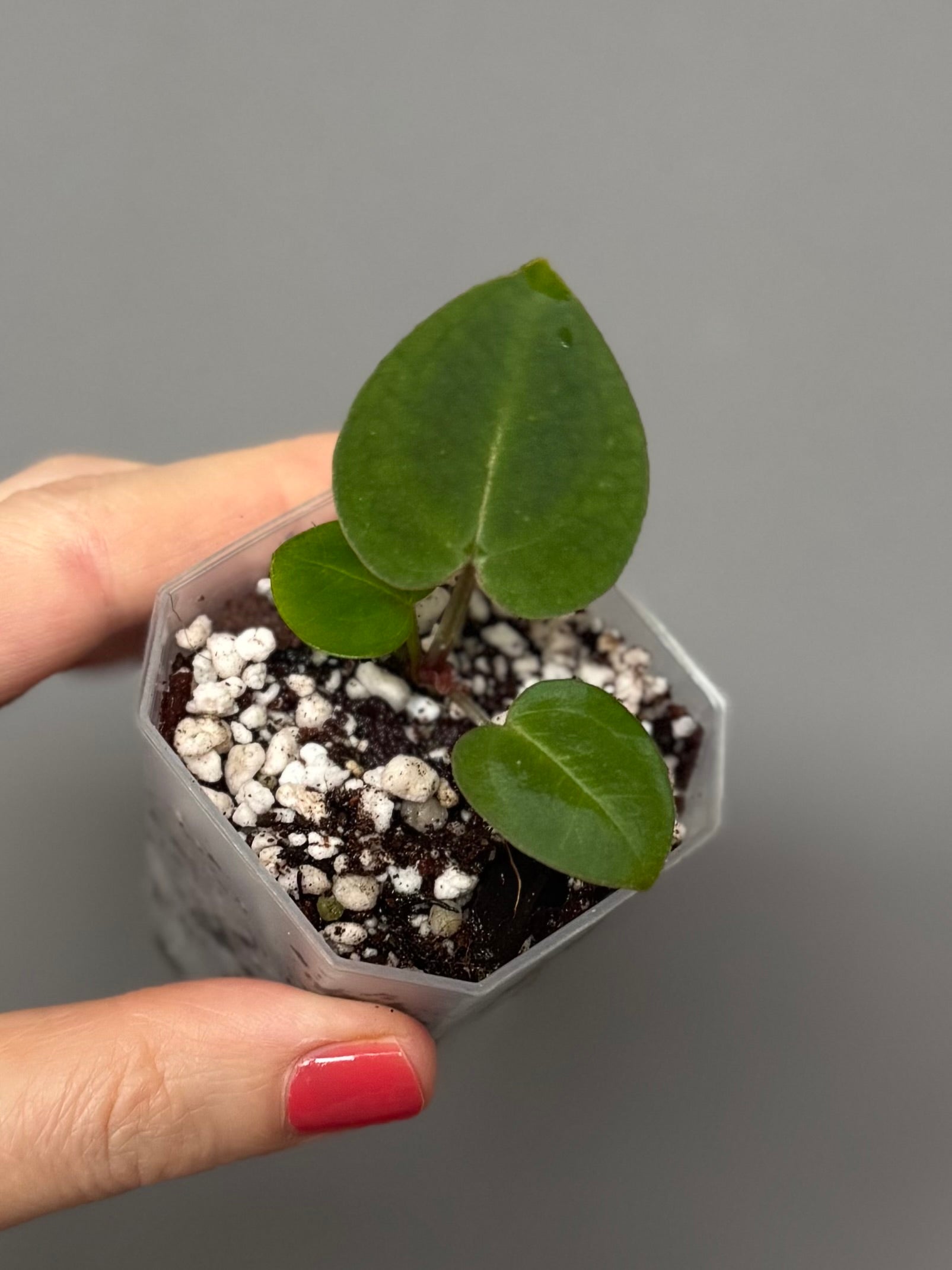 Anthurium (ZxM) x  (NSE Red Crystallinum x Carlablackiae)