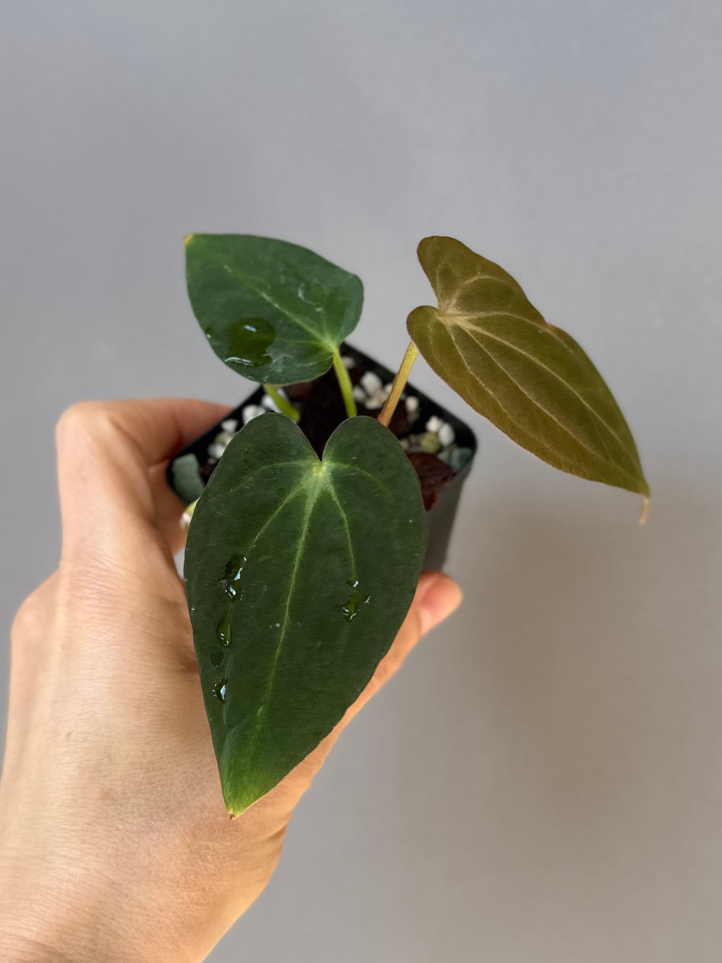 Anthurium ((RG Dressleri x Carlablackiae)xBVEP) X Carlablackiae C1