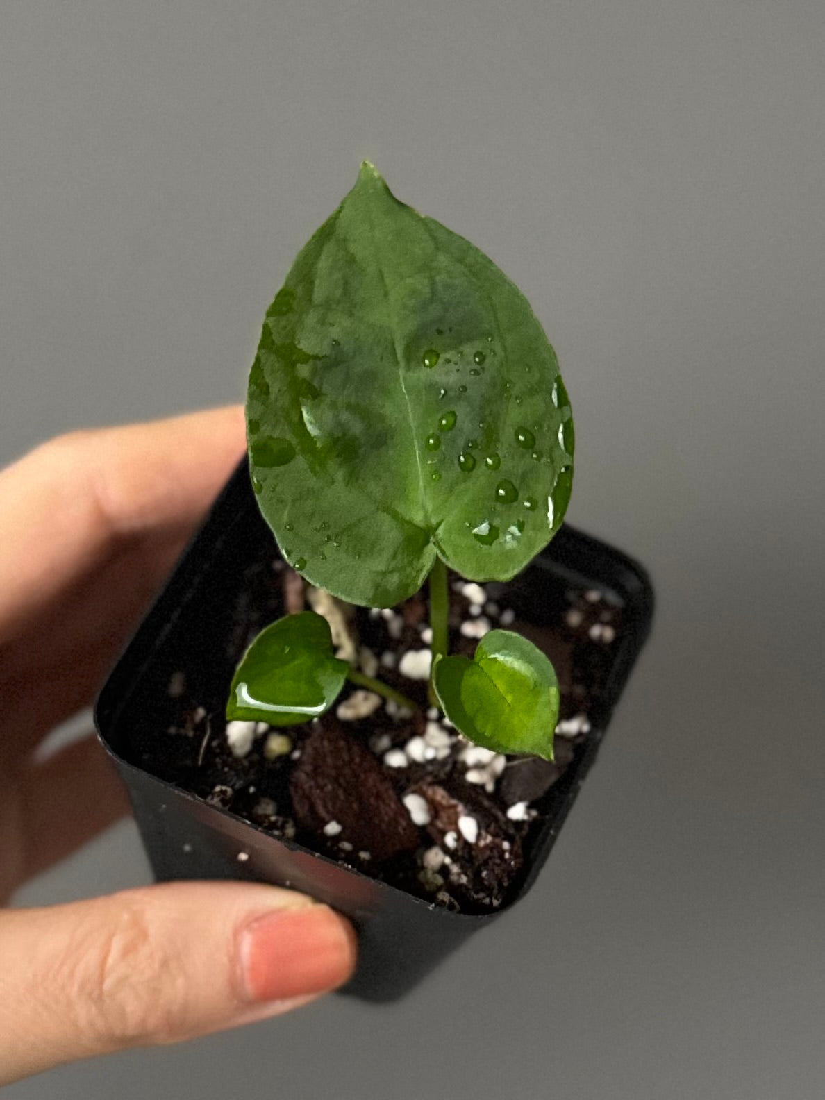 Anthurium forgetii (White Stripes x Dark Form)