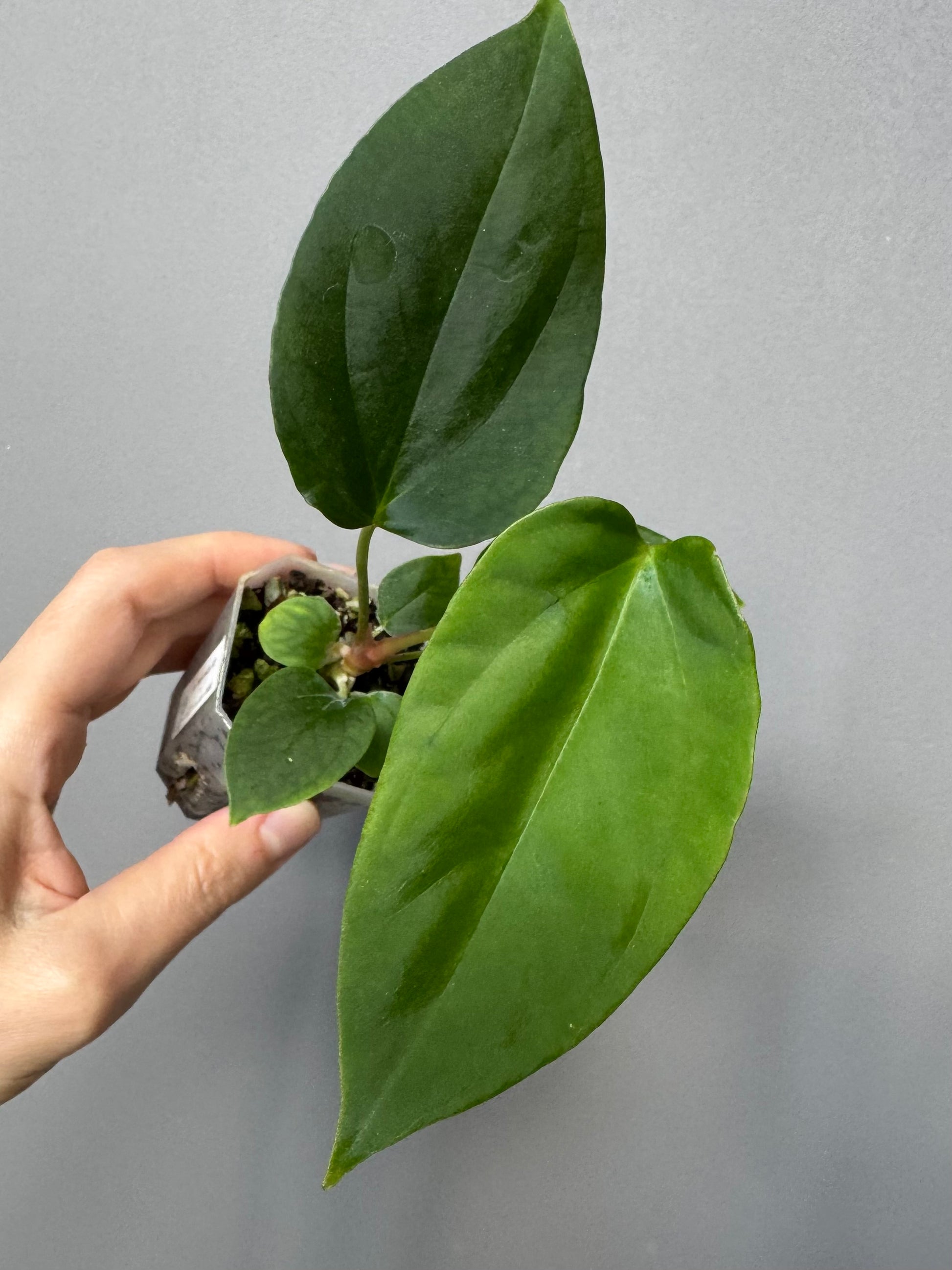 Anthurium Mr. Worldwide x BVEP RoundxFelix (#3) (by variegated_stringray)