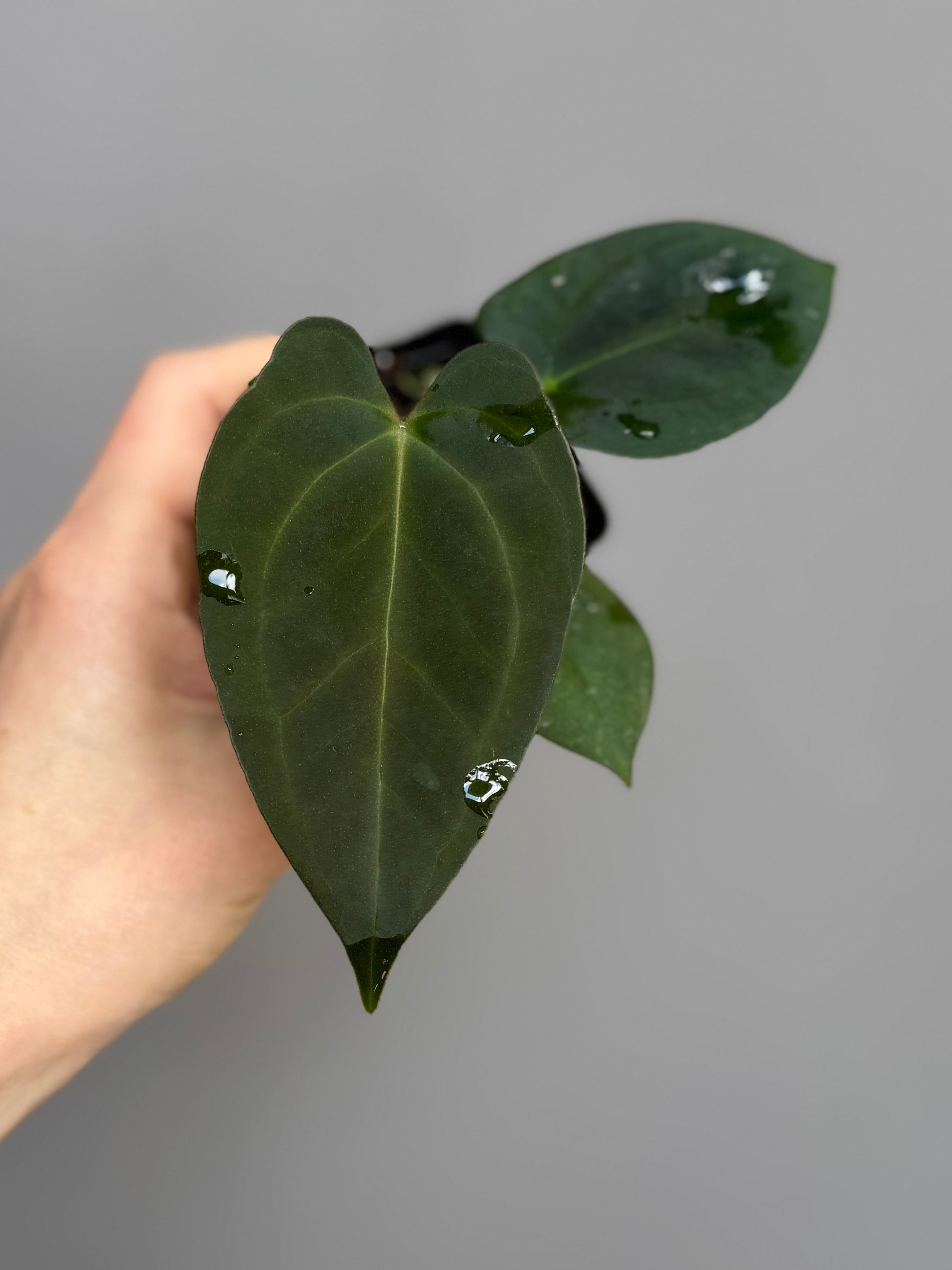Anthurium papillilaminum x Darkest Panama (#3)