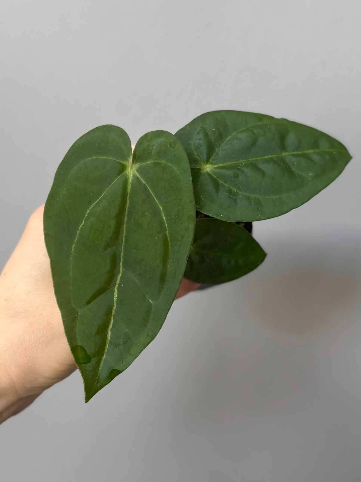ForgetiiX x  (AOS x Carlablackiae)