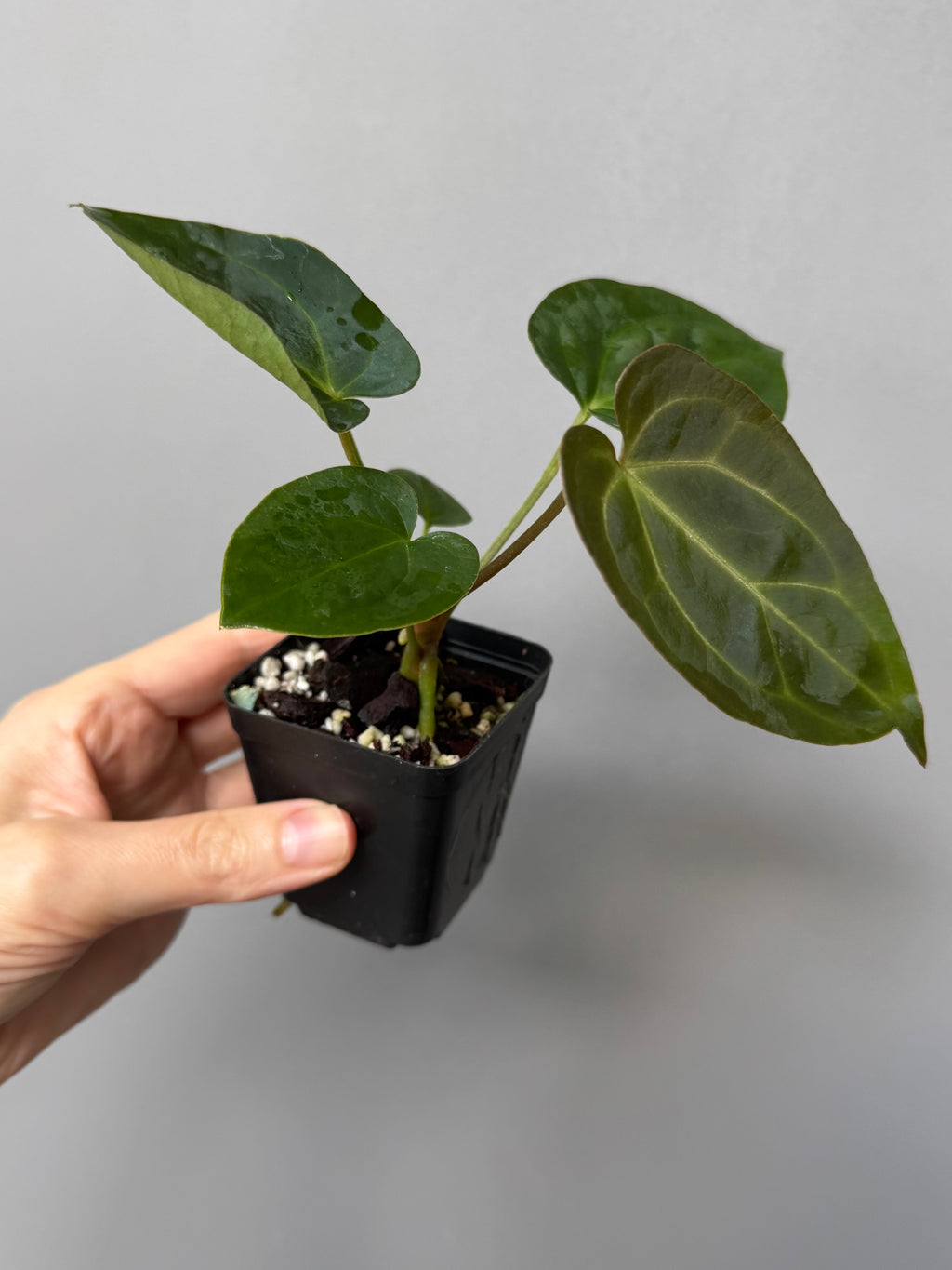 Anthurium (AOS x forgetii) x (NSE Red Crystallinum x Carlablackiae)