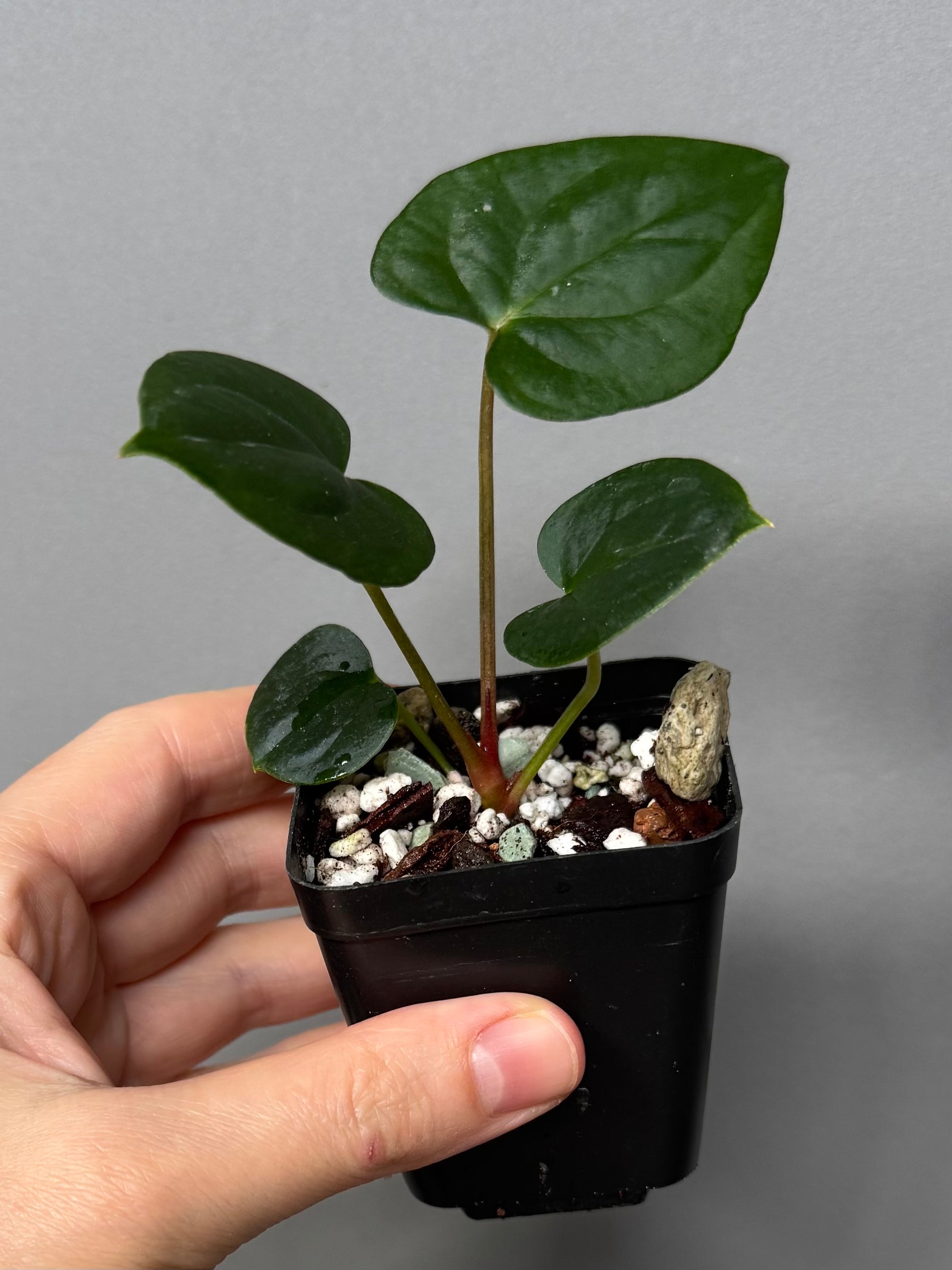 Anthurium ((Midnight Velvet x Red Studd) x NSE CarlaX) x RVDP