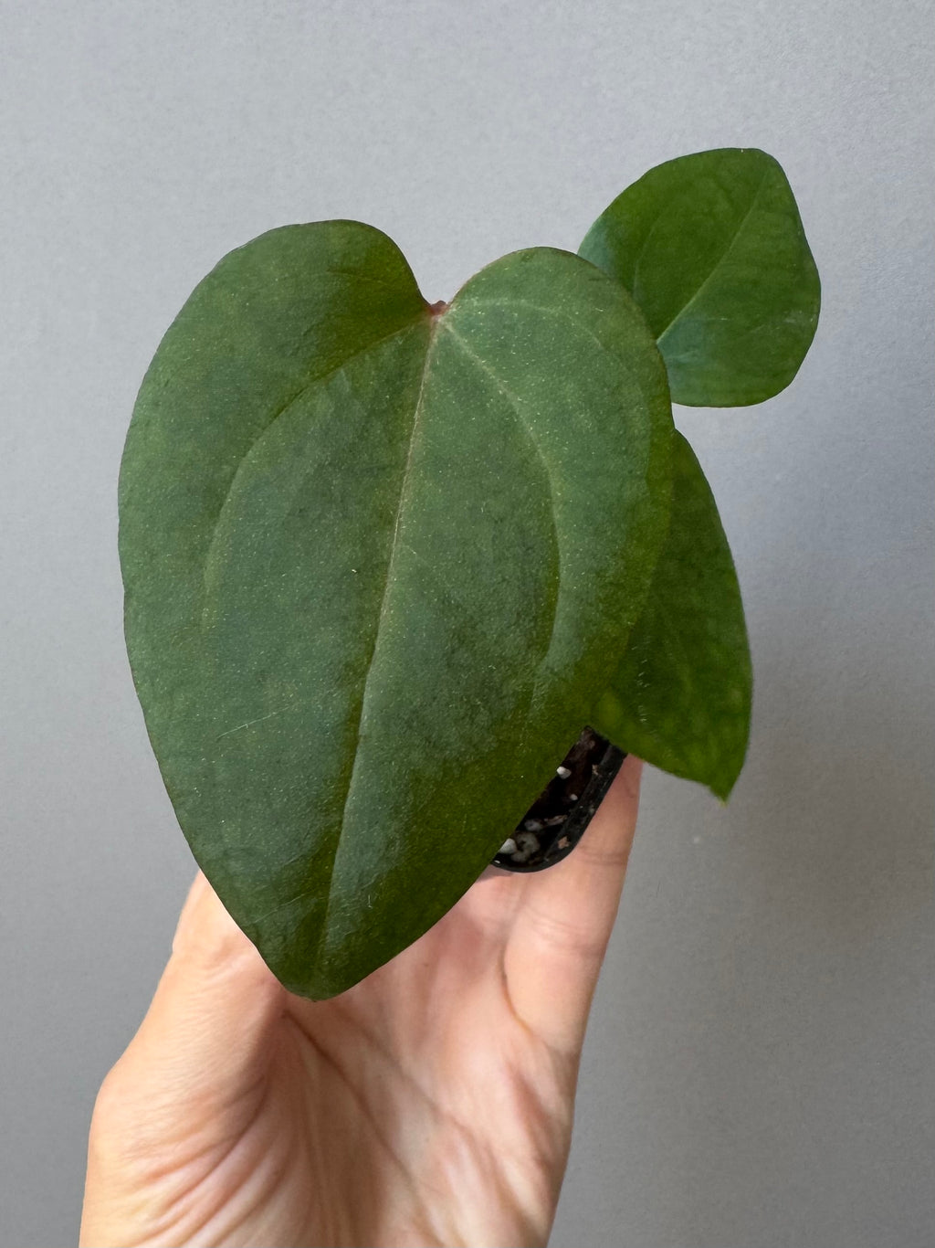Anthurium (Zara x (MxZ)) x  RVDP