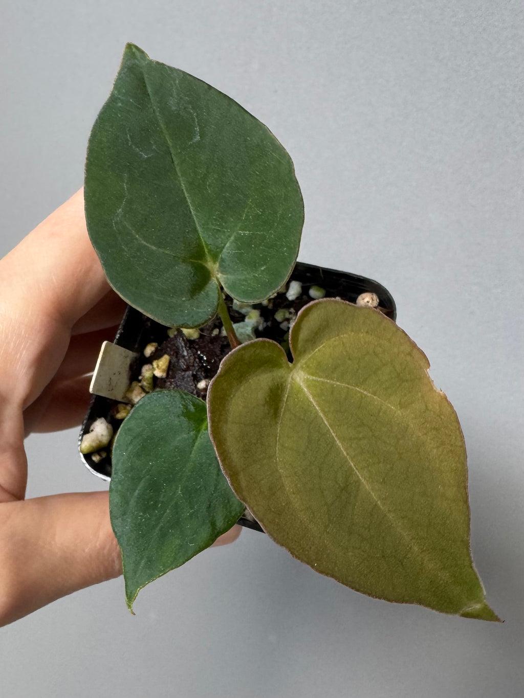 Anthurium Dorayaki x NSE dressleri (Boram / green.hues_)