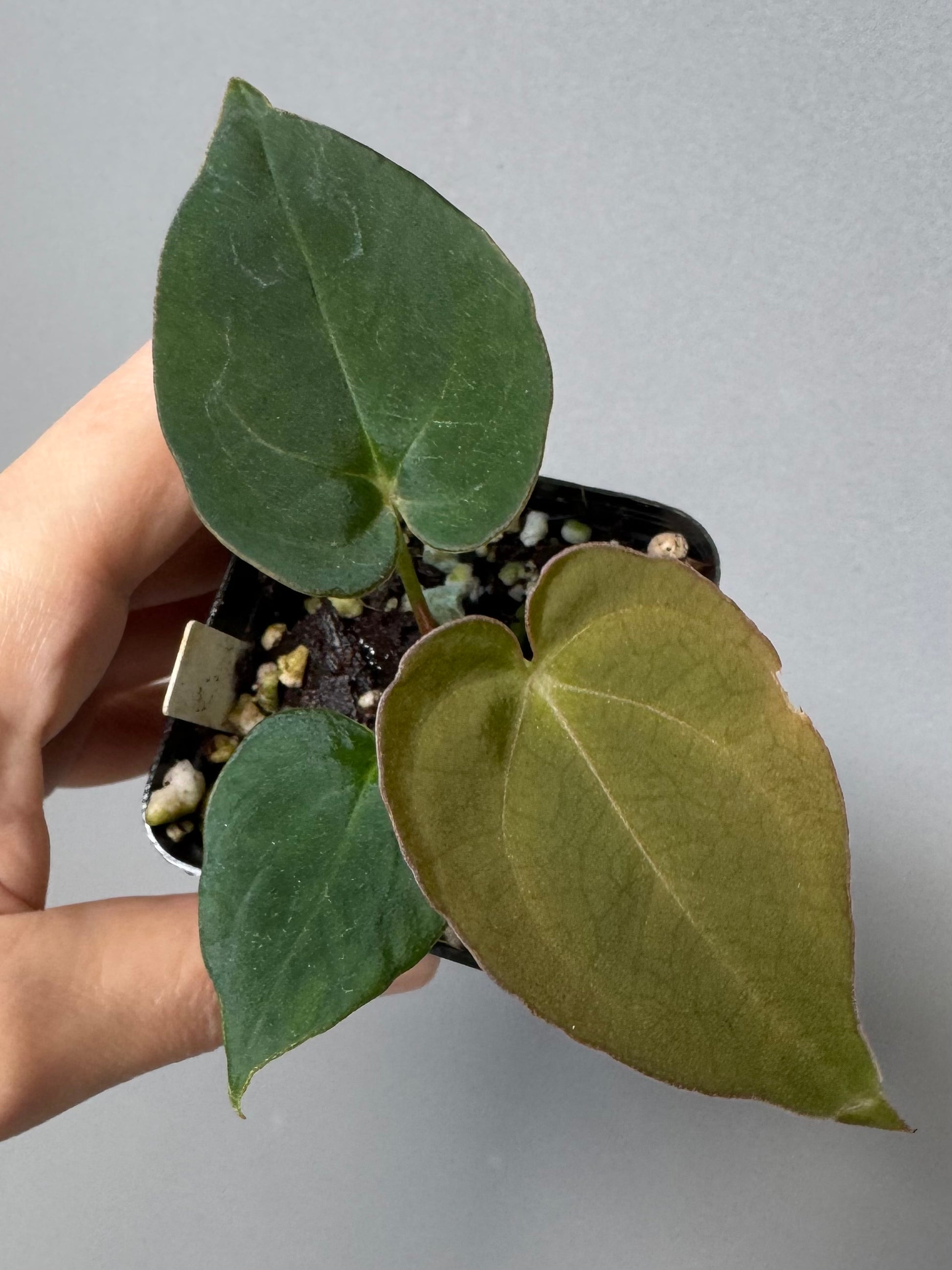 Anthurium Dorayaki x NSE dressleri (Boram / green.hues_)