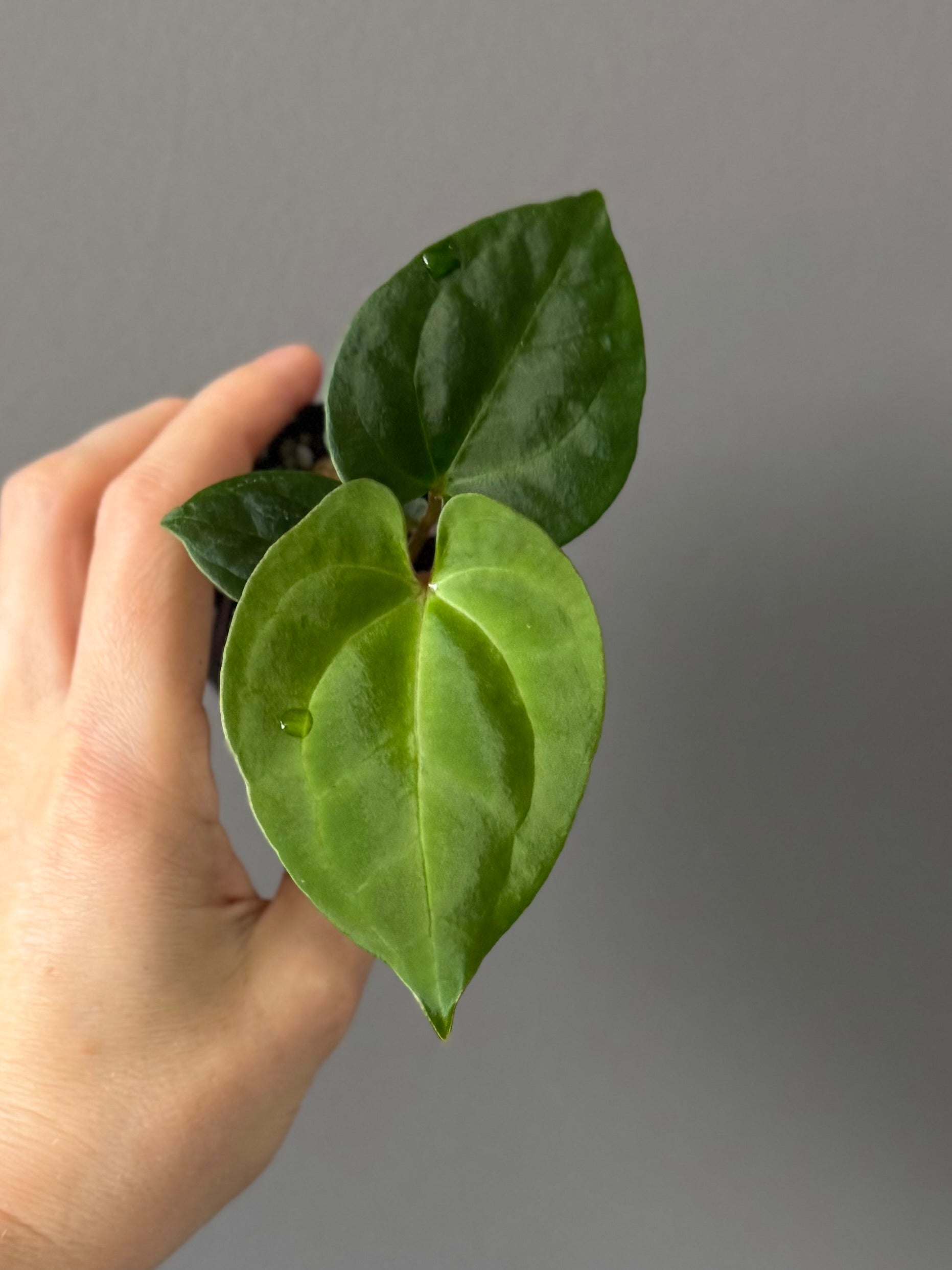 Anthurium Besseae aff. x RVDP