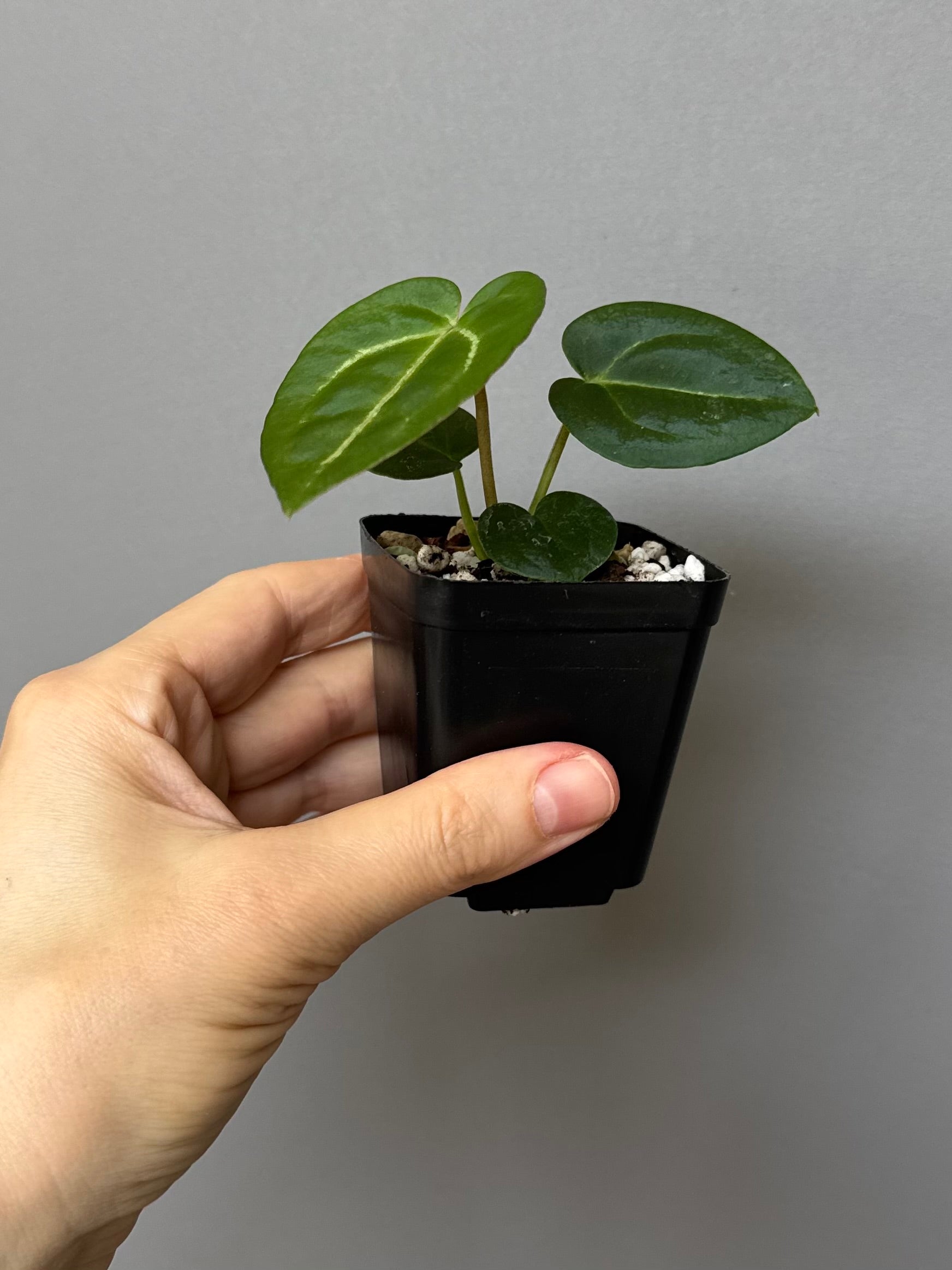 Anthurium Michelle x (AOS x Carlablackiae)