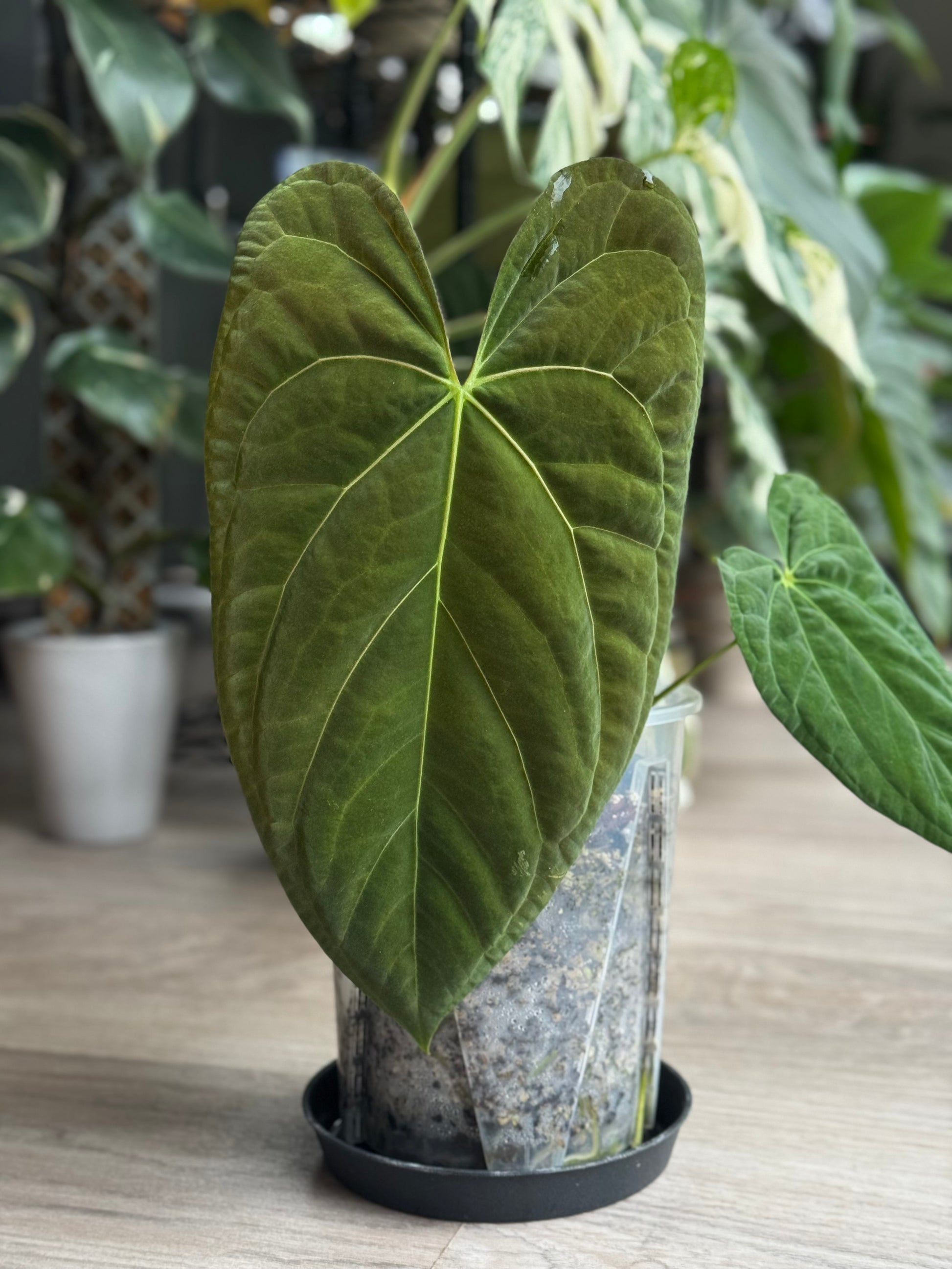 Anthurium (NoIDx papi Indo #2) x (NoIDx papi Indo #1)- germinated seeds