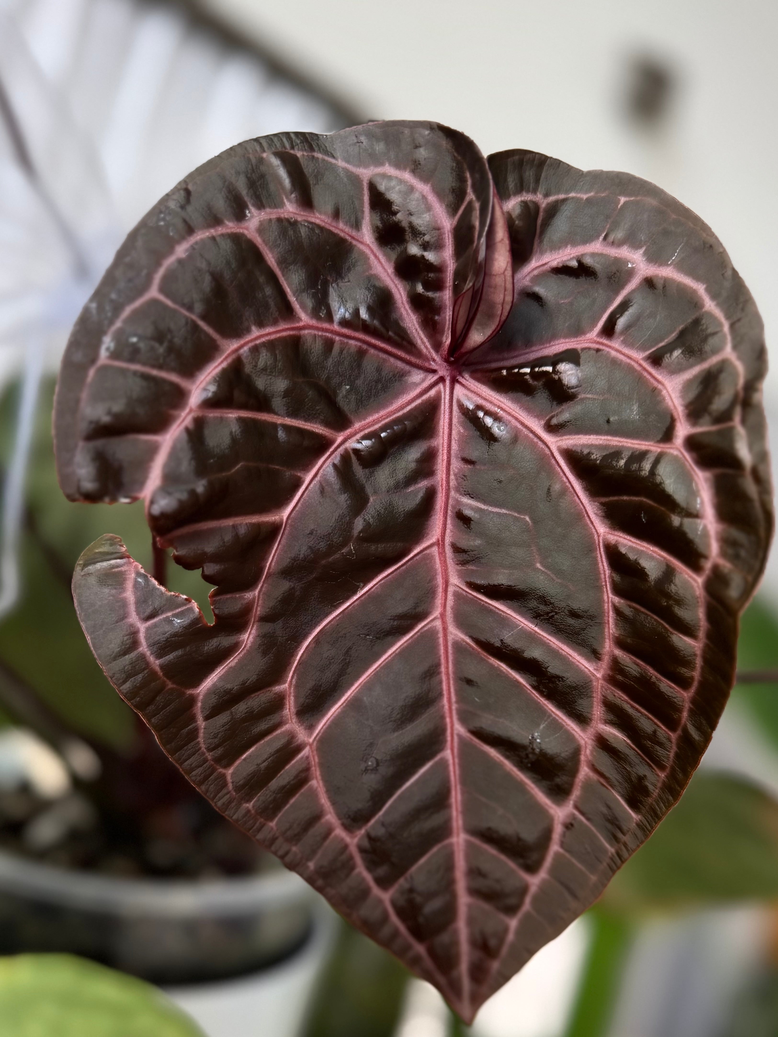 Anthurium seedlings – crystallinum & co