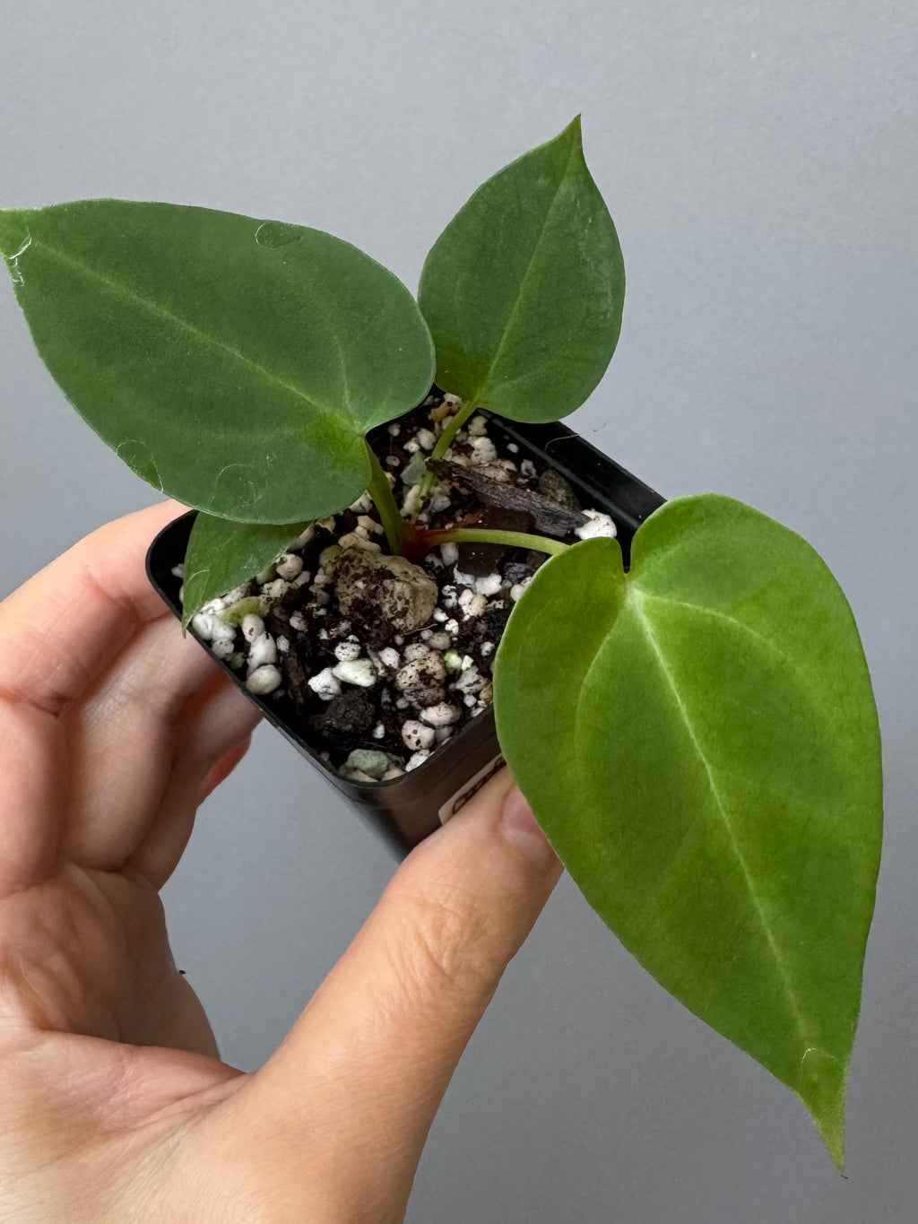 Anthurium (MagCrystal x NoID) x Papillilaminum