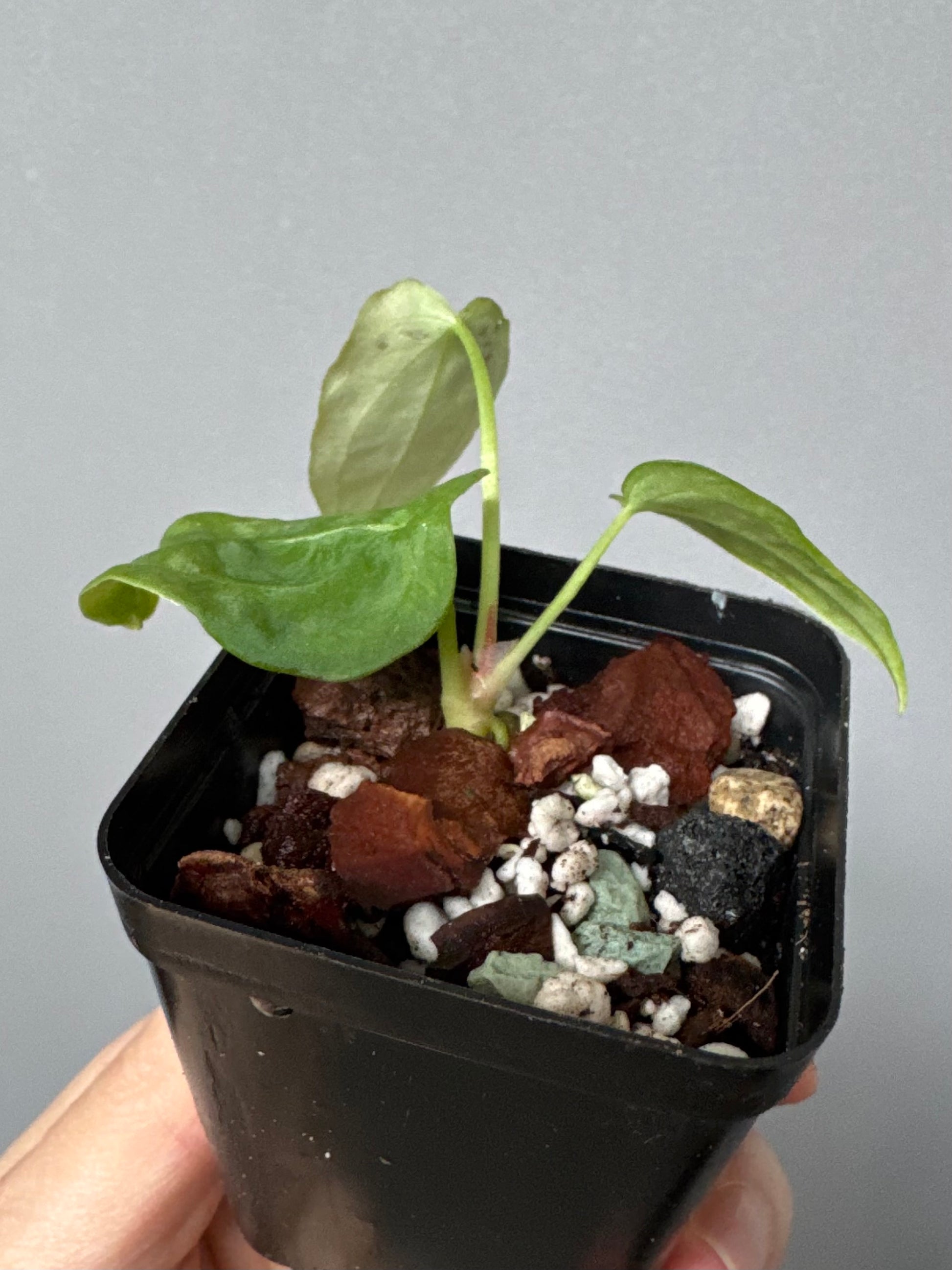 Anthurium forgetii long form