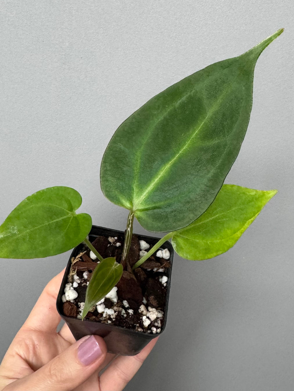 Anthurium (KOS x Silver Blush) x PapillilaminumX