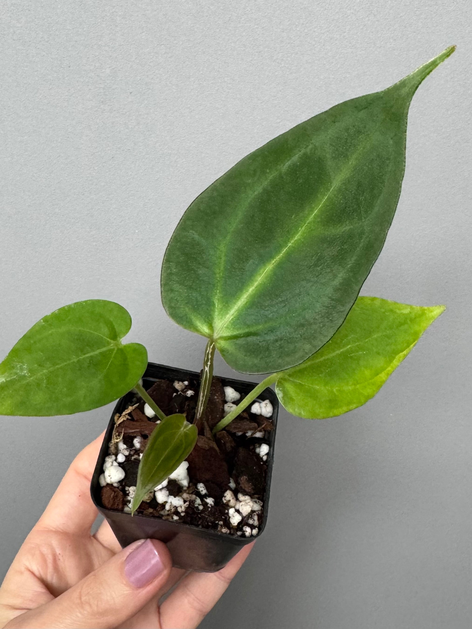 Anthurium (KOS x Silver Blush) x PapillilaminumX