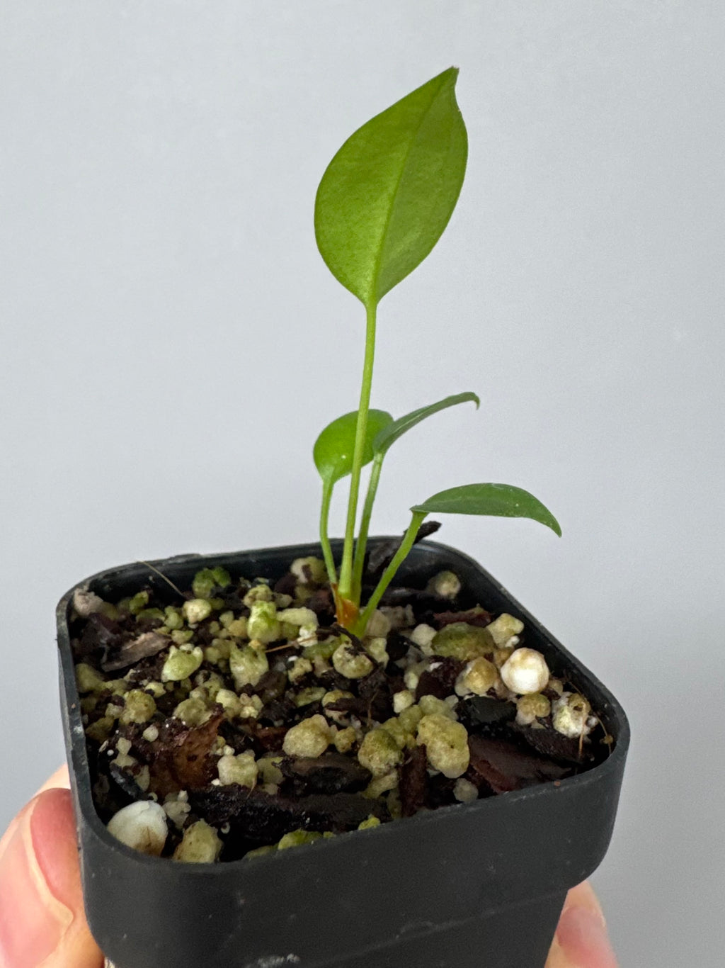 Anthurium wendlingeri