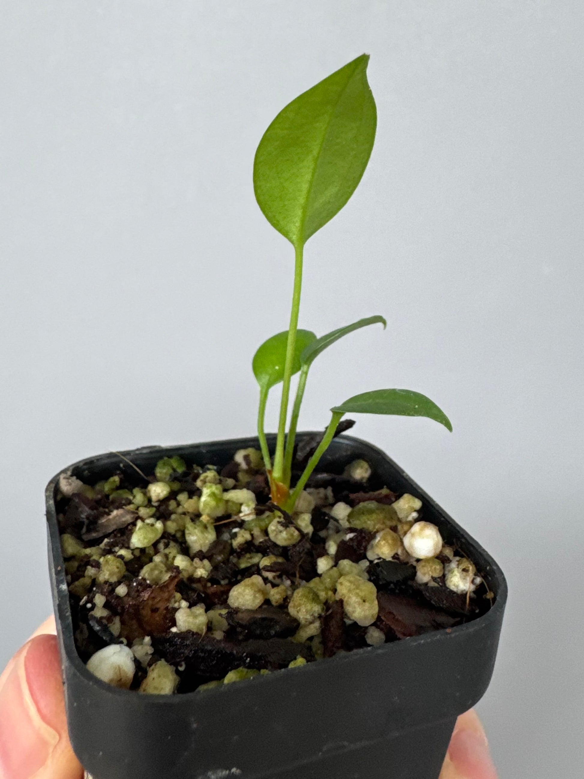 Anthurium wendlingeri