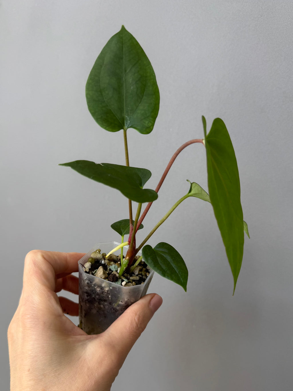 Anthurium ((BVEP x Portillae Dorito) x (Dark Phoenix x Goliath)) x (Fort Sherman x RVDP)