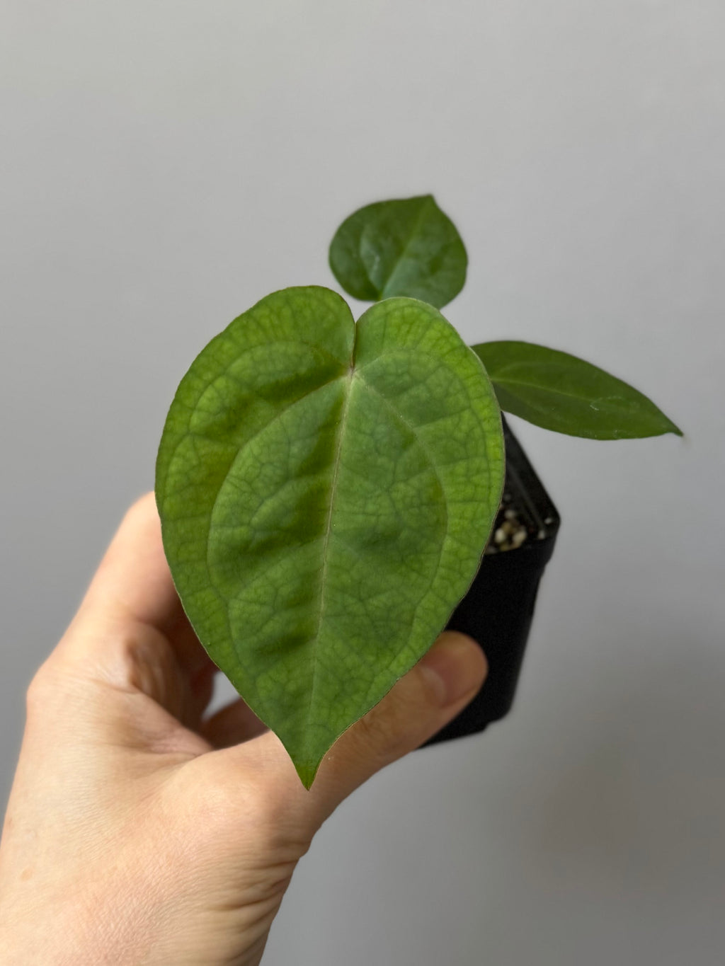 Forgetii Hybrid x  (AOS x Carlablackiae)