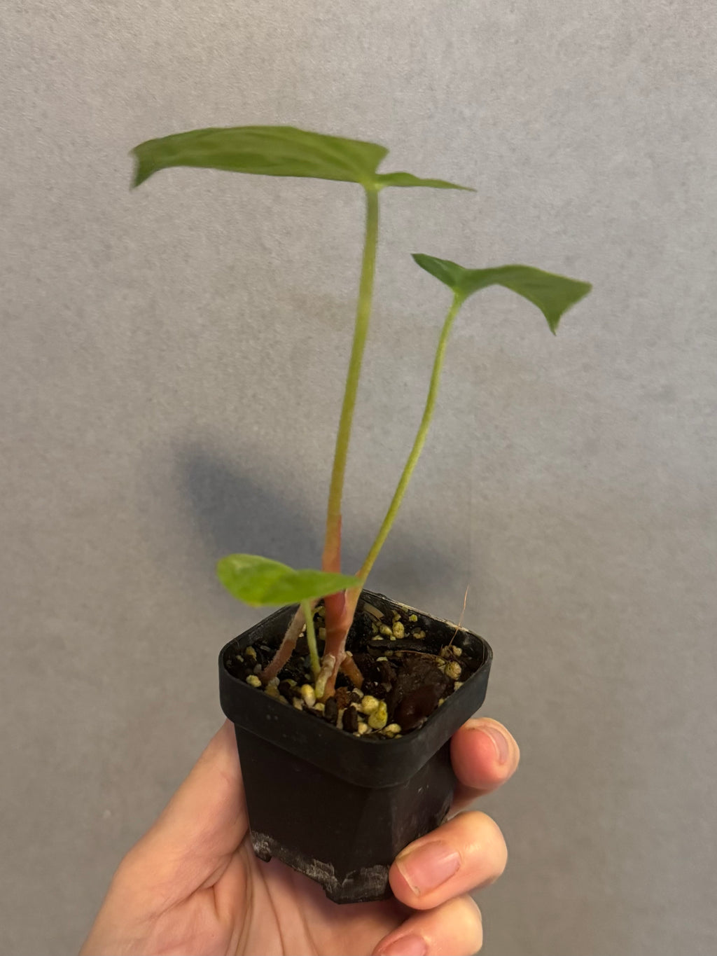 Anthurium PapillilaminumX