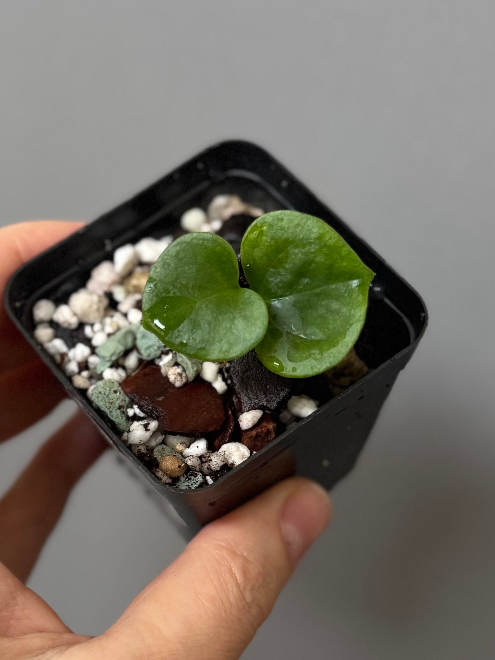 Anthurium ((Midnight Velvet x Red Studd) x NSE CarlaX) x diabloense (seedling #1)