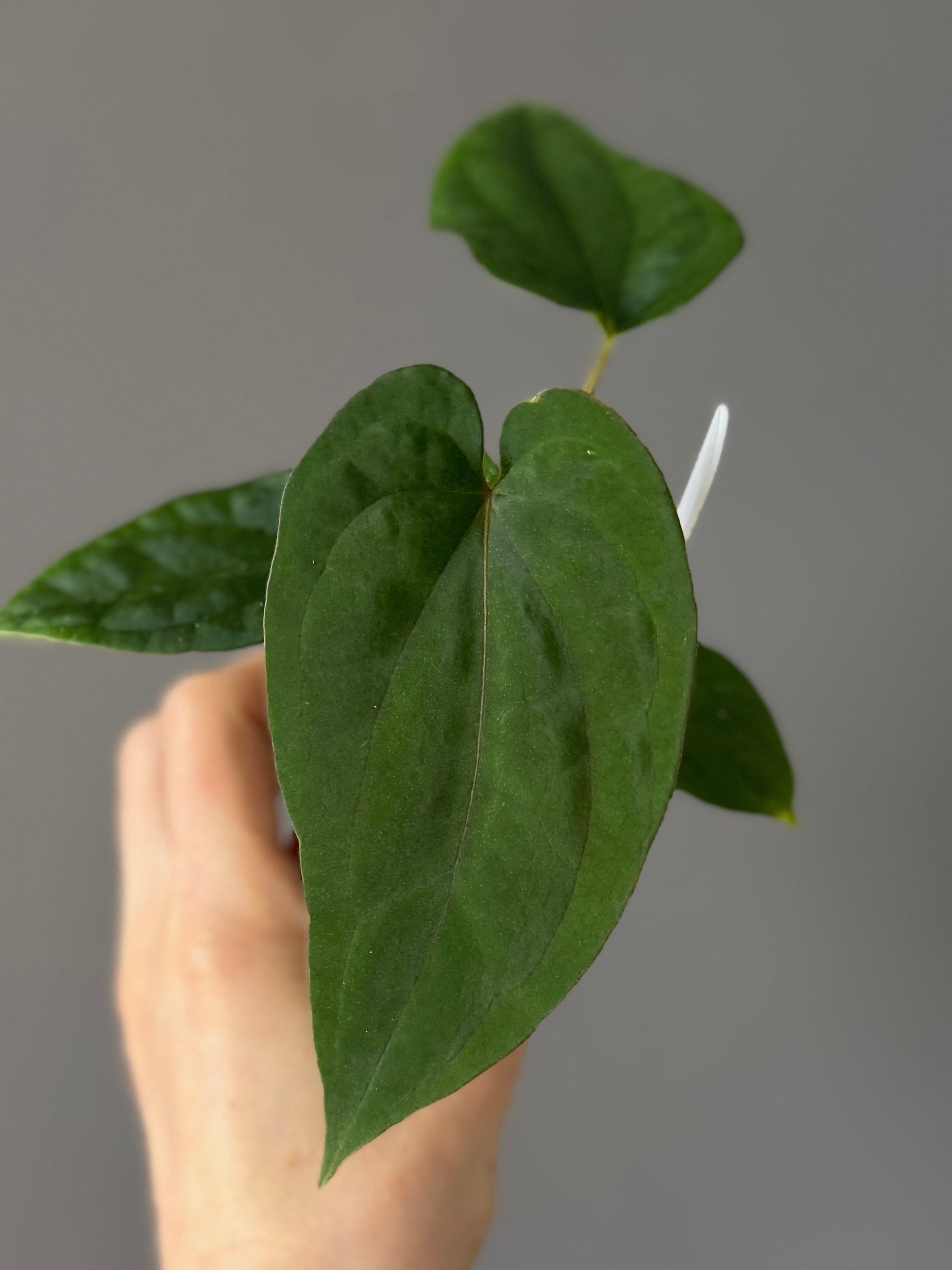 Anthurium (BVEP x Kuna) x (BVEP RxF x F) by thelonelysanctuary