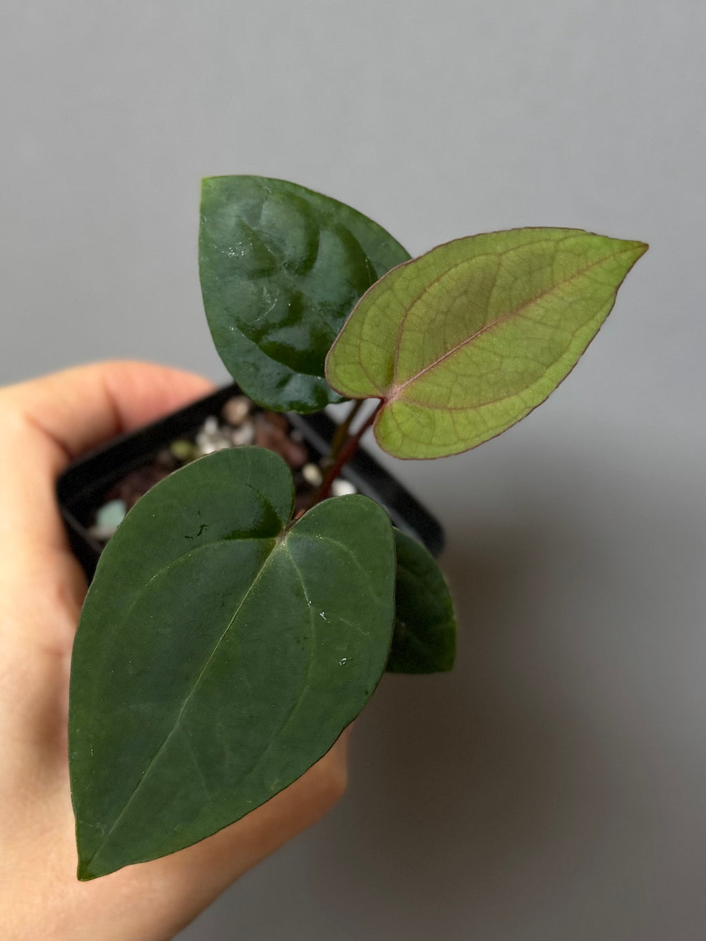 Anthurium (AOS x Carla) x RVDP