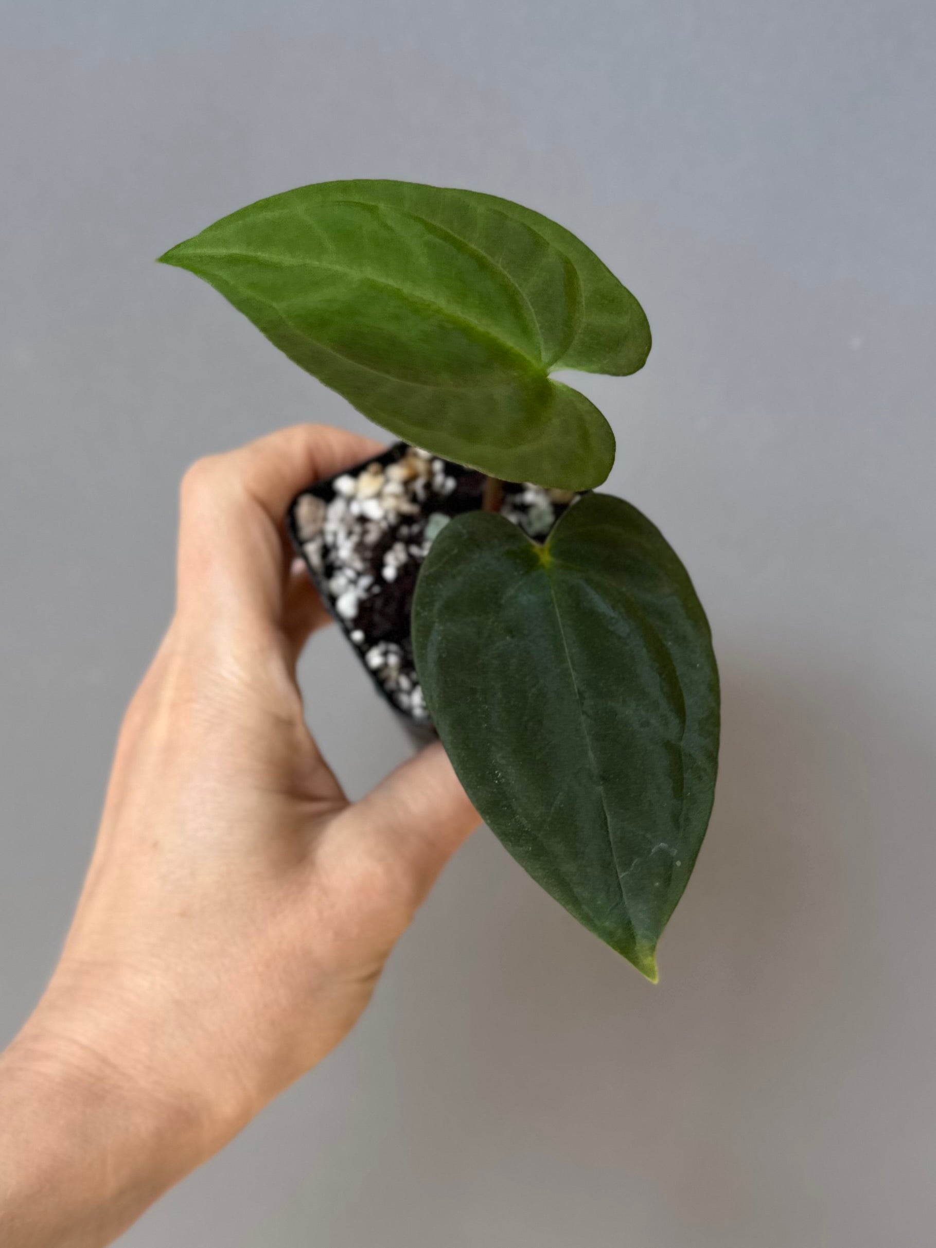 Anthurium Dark Phoenix xself