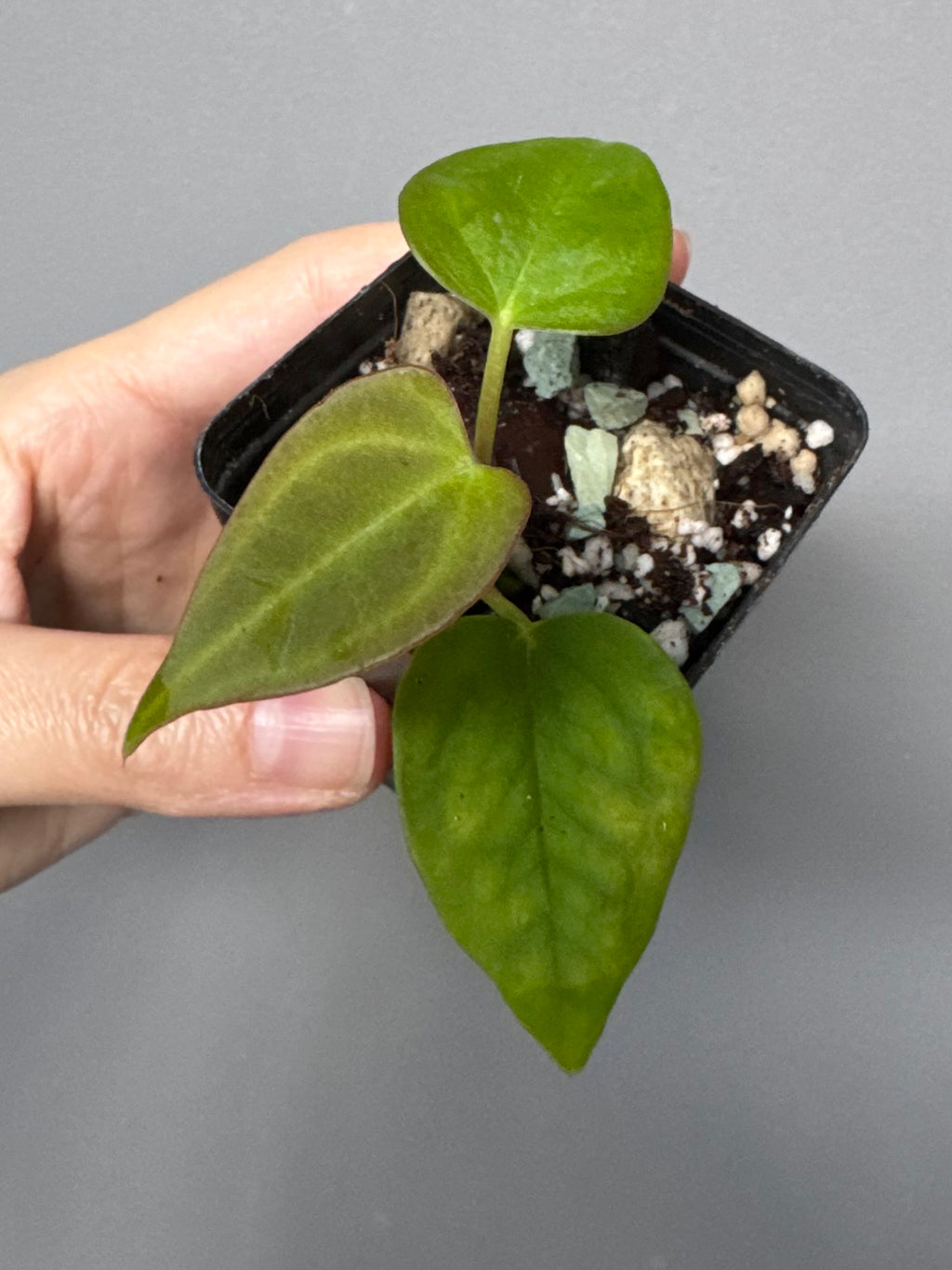 Anthurium Papillilaminum Hybrid xself