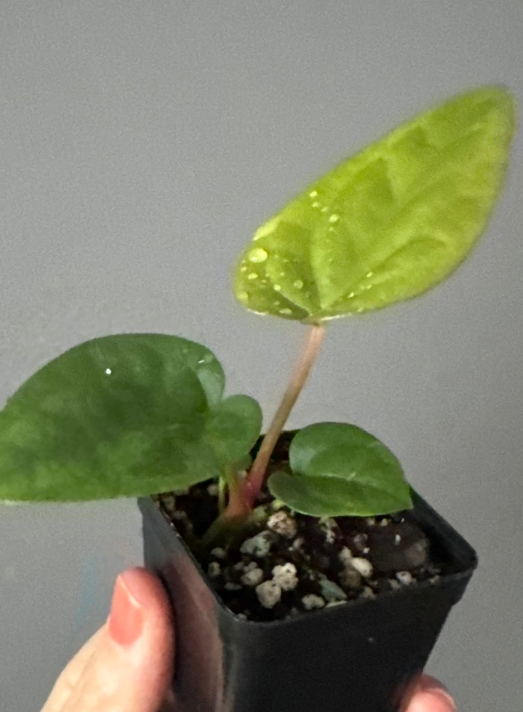 Anthurium (papillilaminum Hybrid x (KOS x Silver Blush)) X luxurians