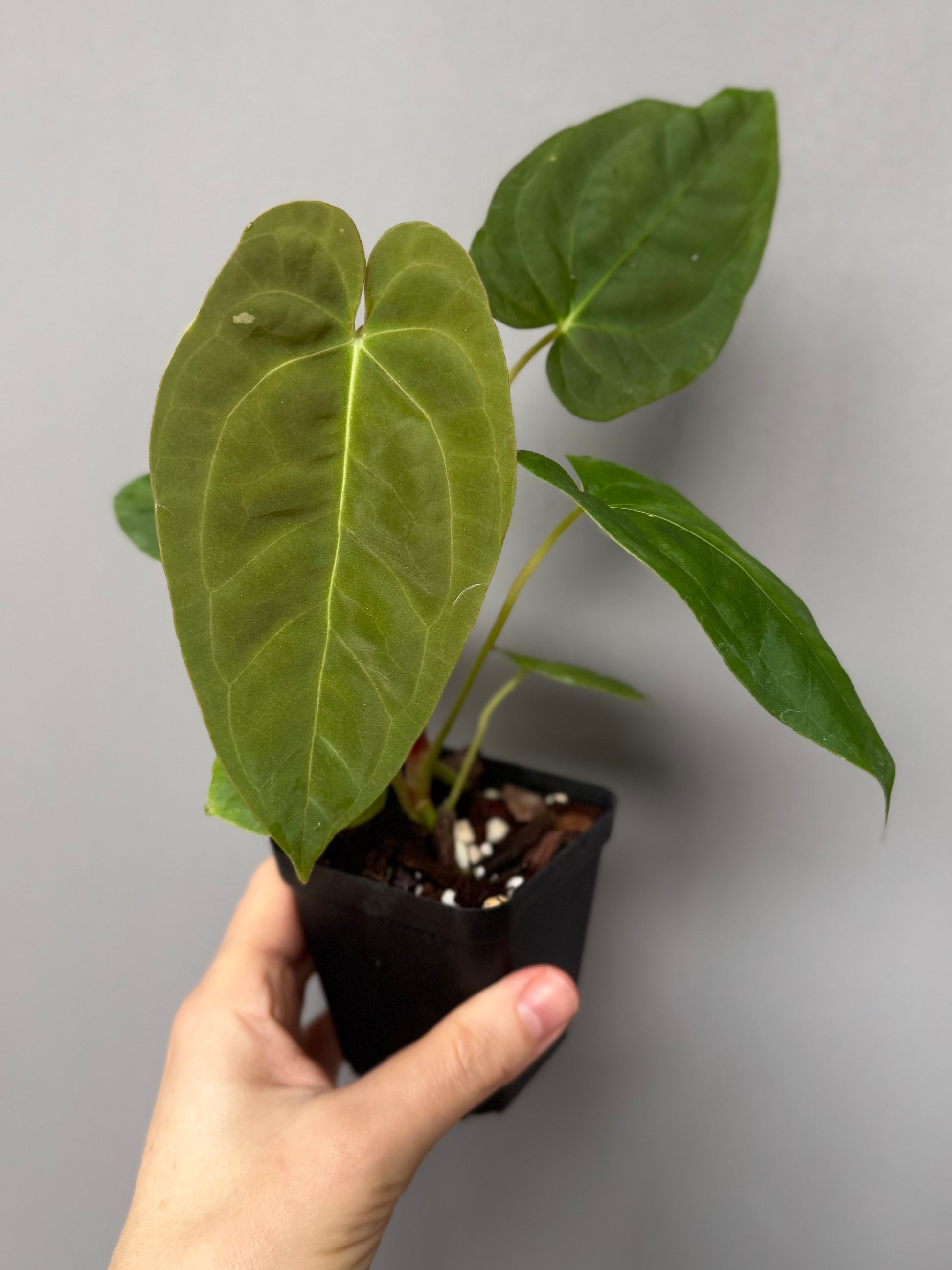 Papillilaminum K1xT5 - #2