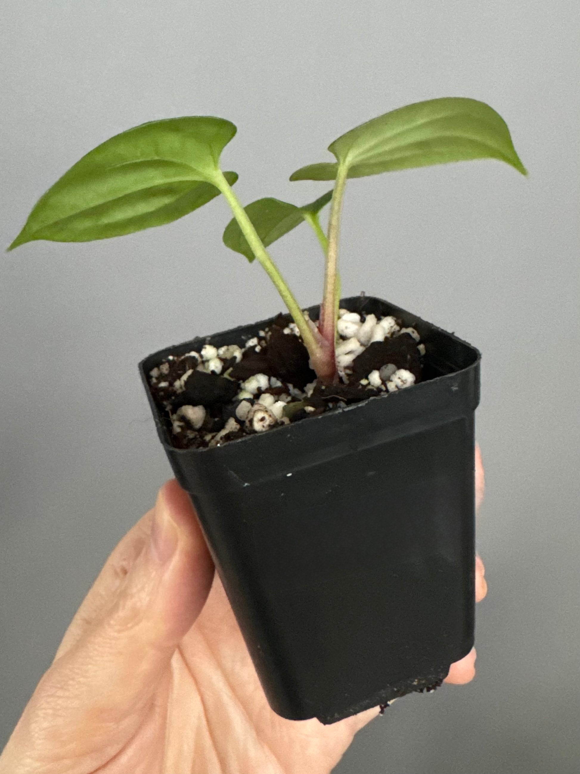 Anthurium ((BVEP x Portillae Dorito) x (Dark Phoenix x Goliath)) x (Fort Sherman x RVDP)
