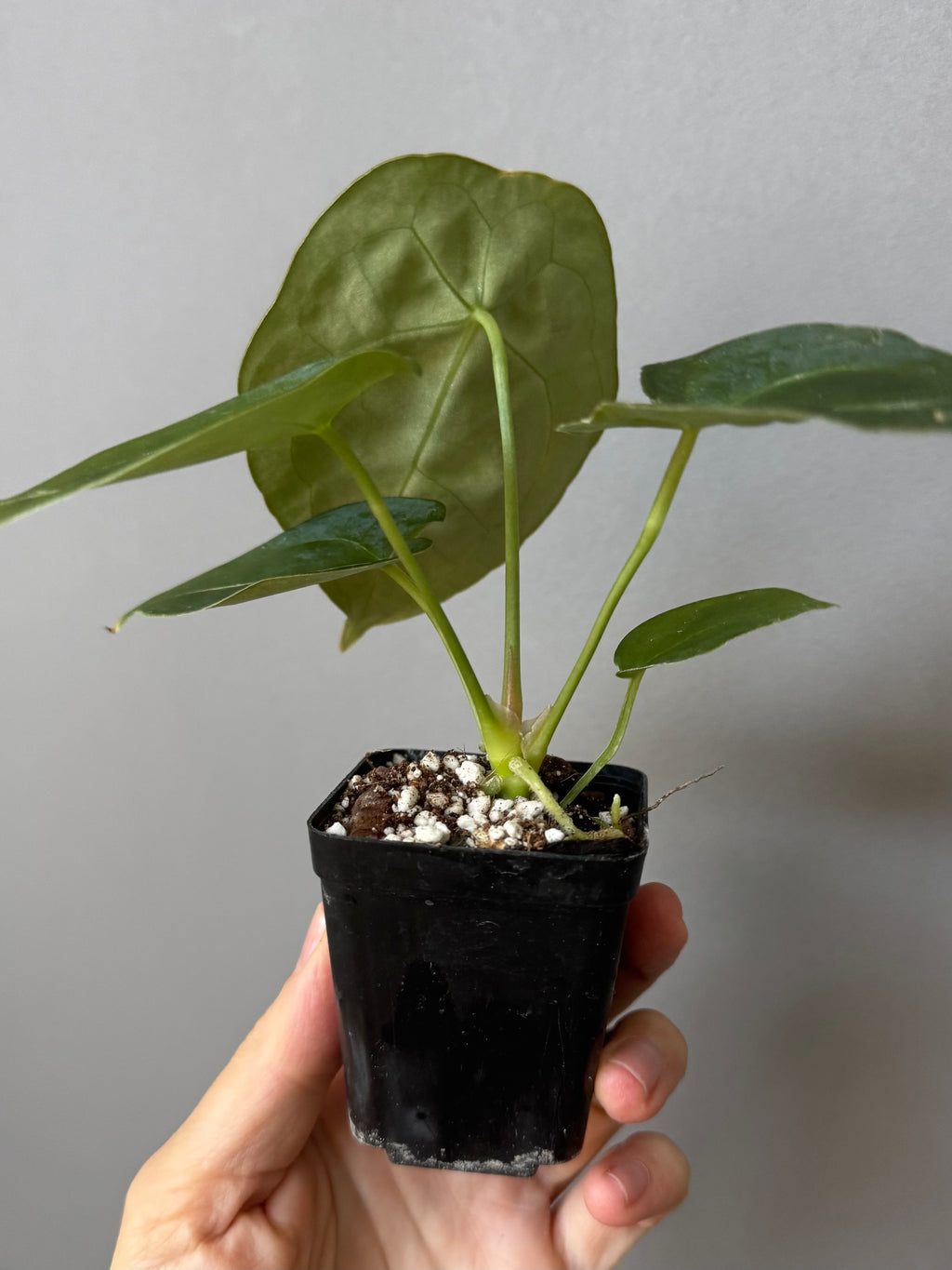 Anthurium forgetii (White Stripes x Dark Form)
