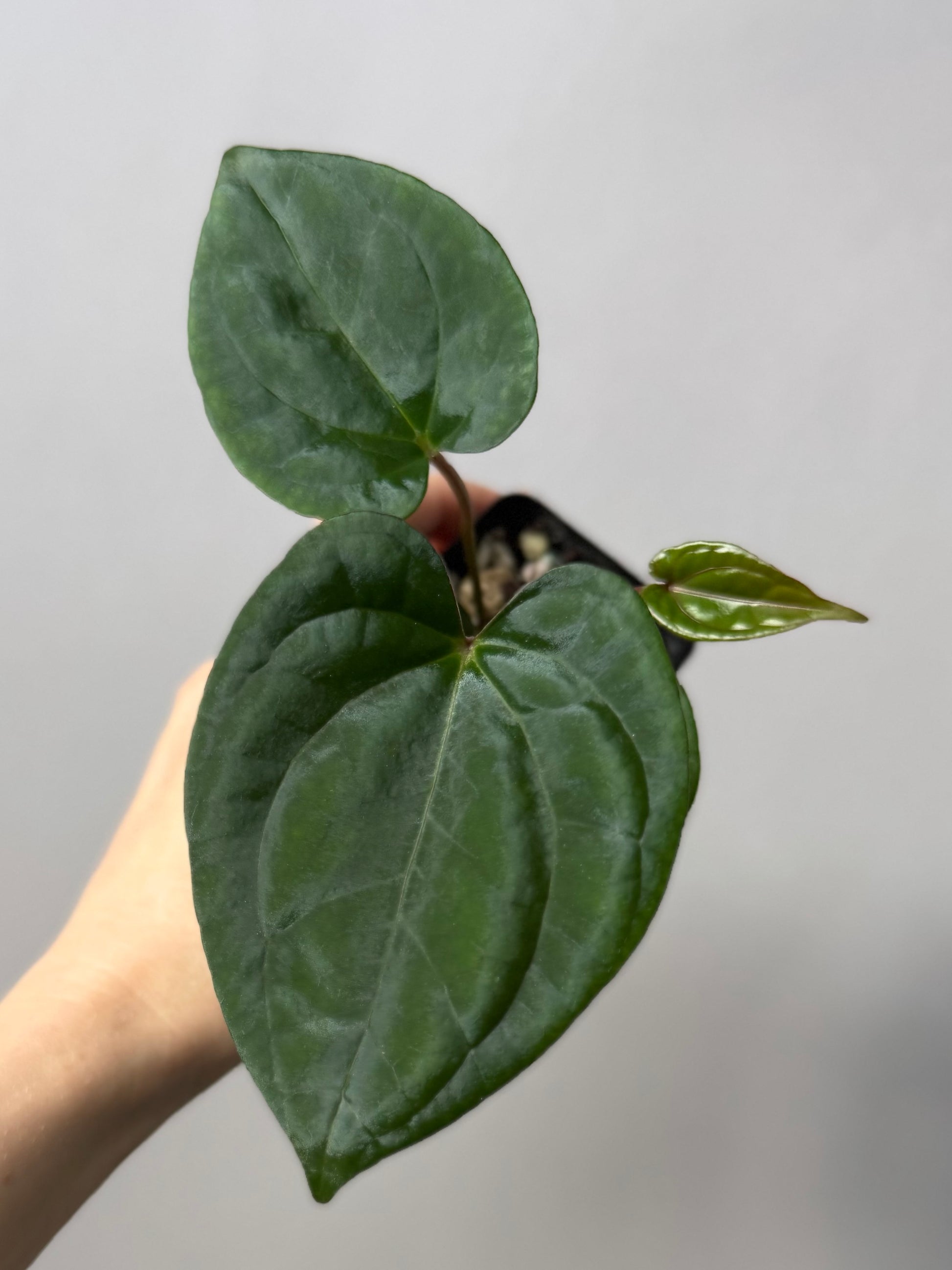 (Papillilaminum Daniel x Besseae aff.) X RVDP
