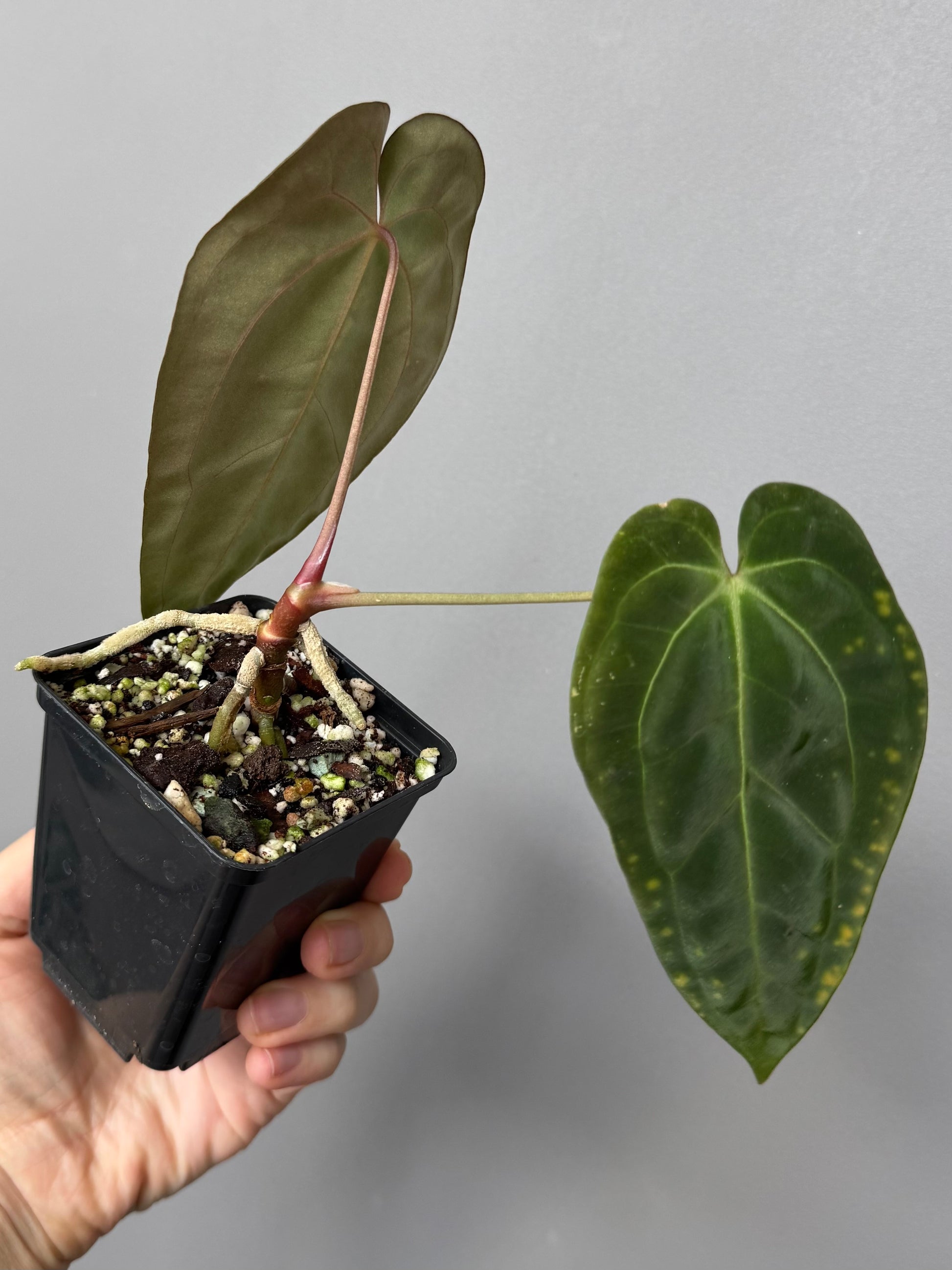 Anthurium papillilaminum x besseae aff.