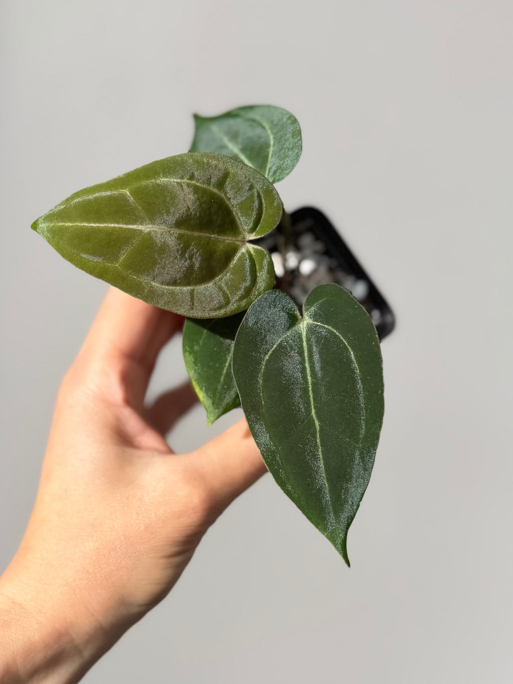 Anthurium Michelle x (AOS x Carlablackiae)