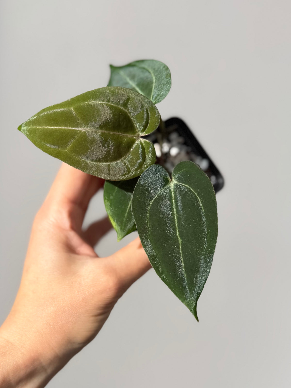 Anthurium Michelle x (AOS x Carlablackiae)