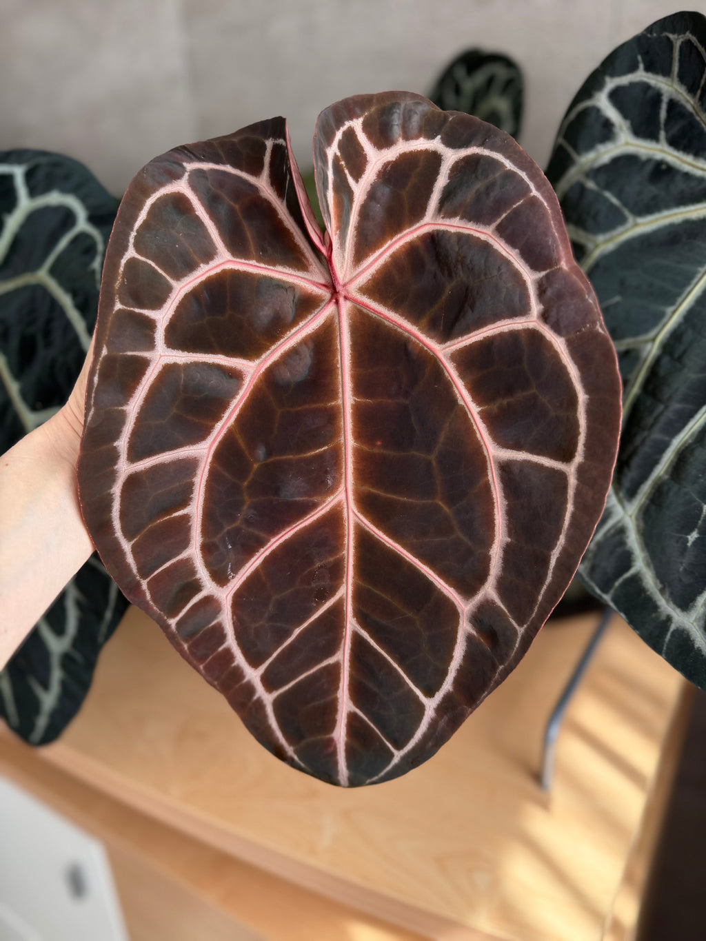 (Zara x (MxZ)) x  RVDP Clone - gekeimte Samen