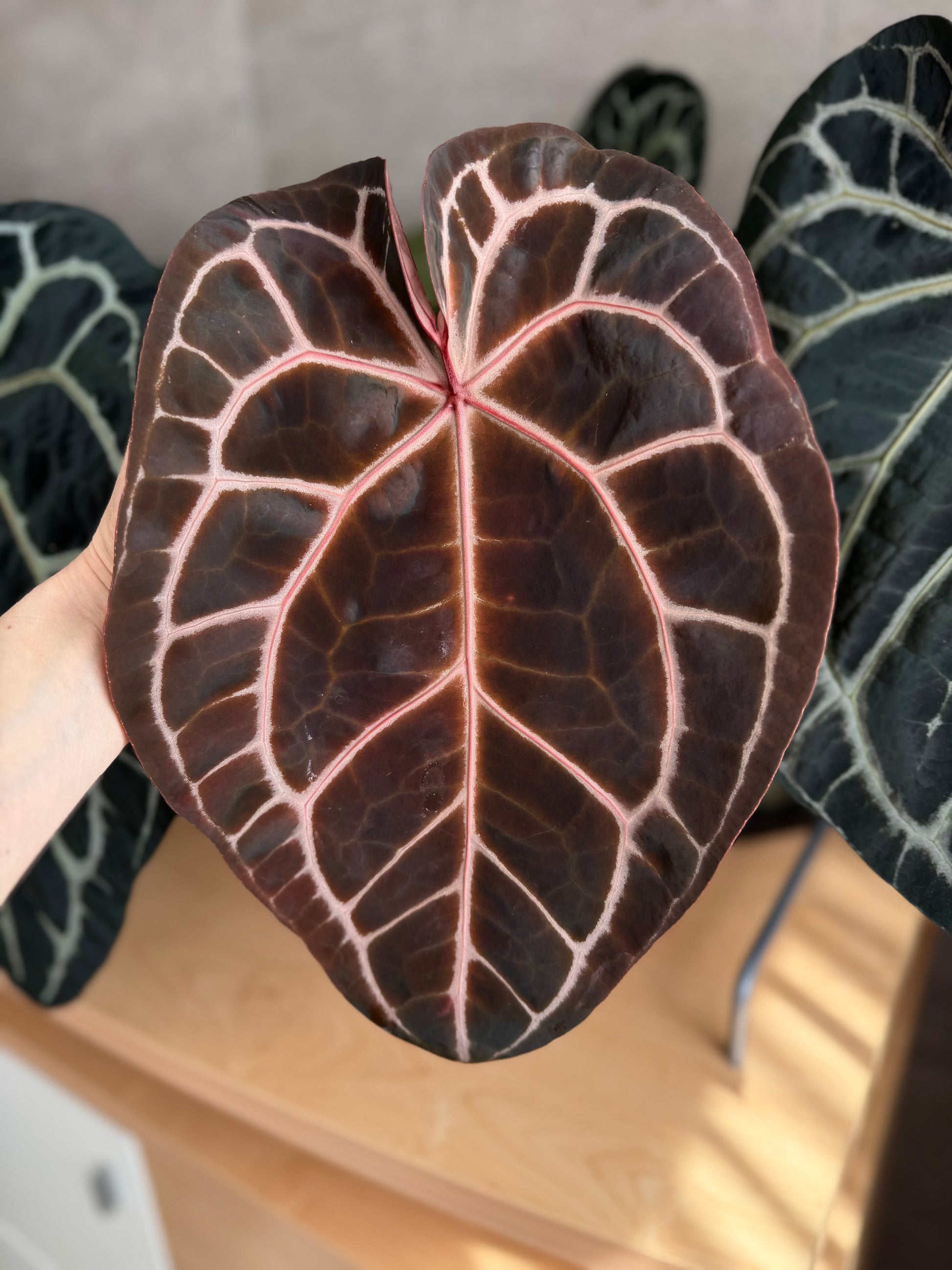 (Zara x (MxZ)) x  RVDP Clone - gekeimte Samen