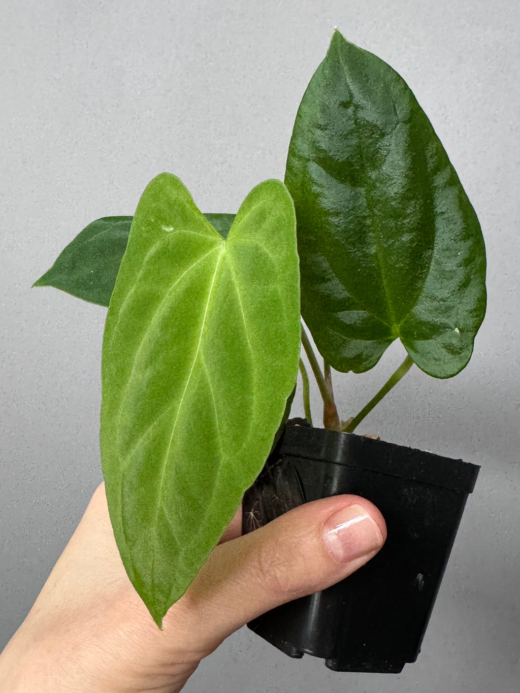Anthurium (NoID x Papi Indo #2) x  (NoID x Papi Indo #1)