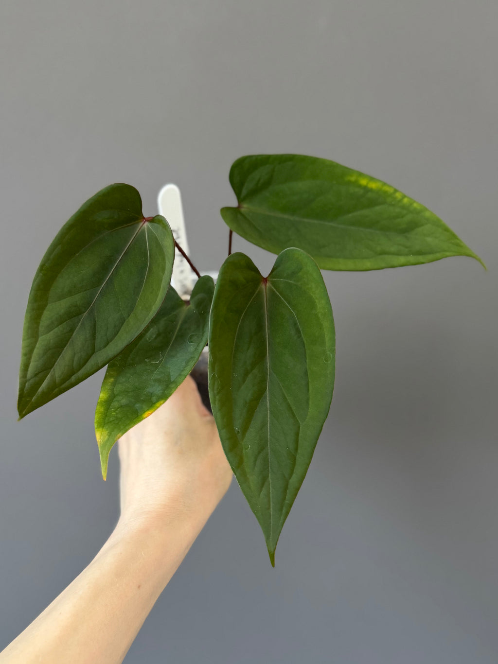 Anthurium NoID ‚KOS x Indo portillae‘