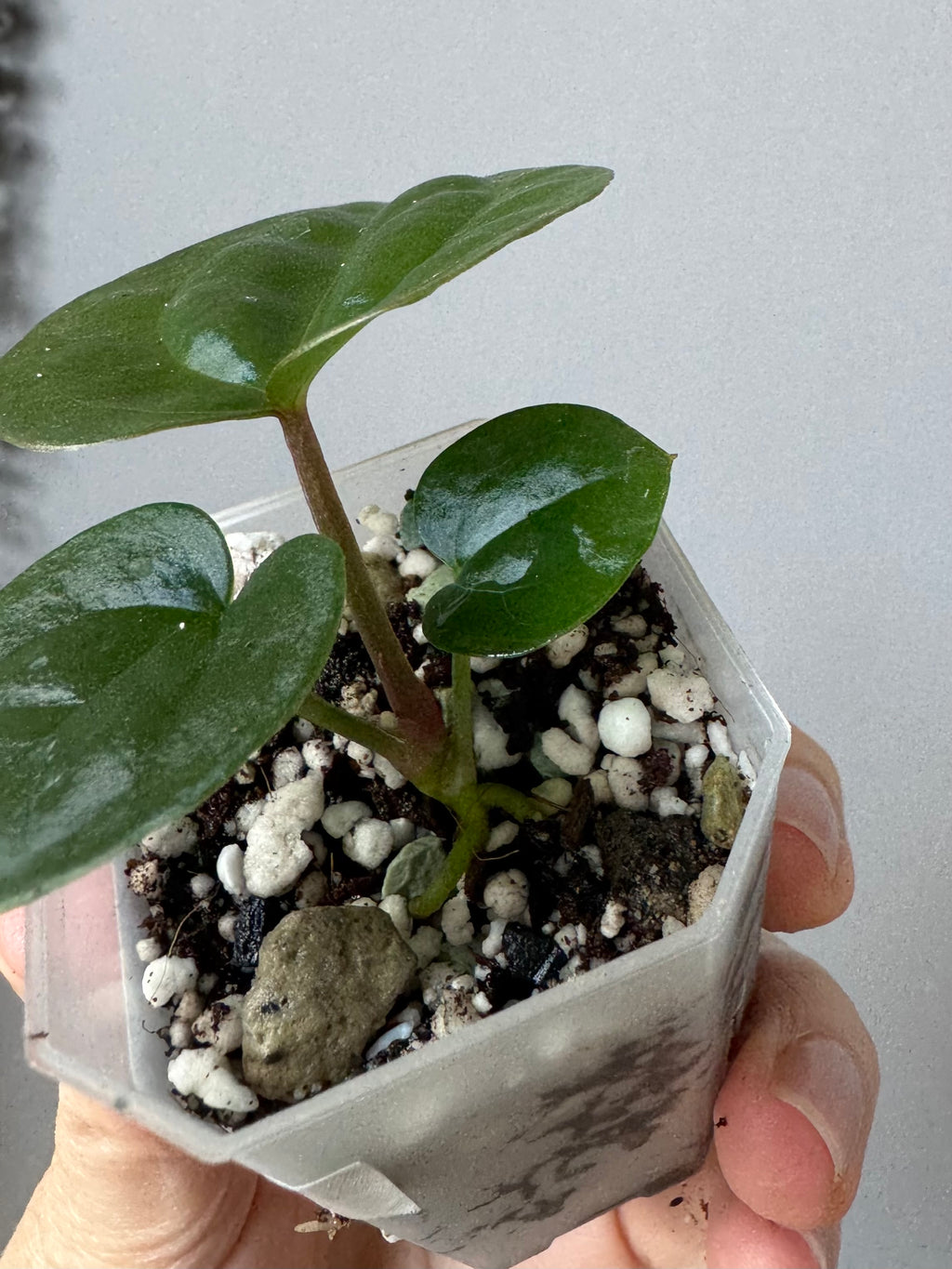 Anthurium ZxM x luxurians