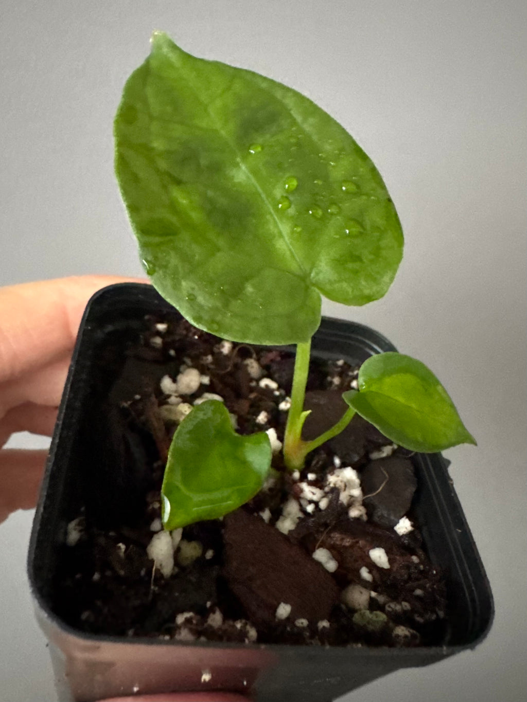 Anthurium forgetii (White Stripes x Dark Form)