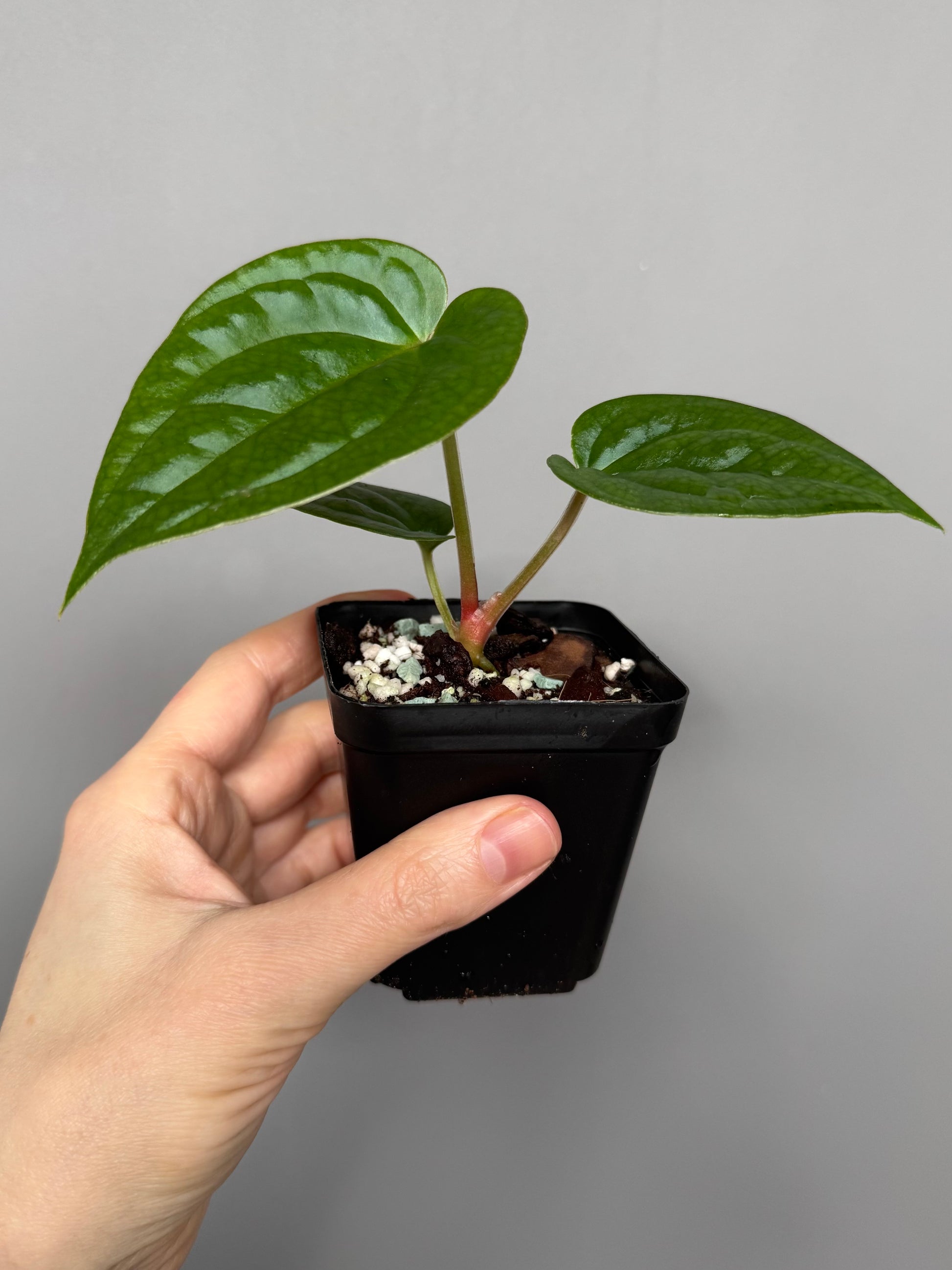 Anthurium (papillilaminum Hybrid x (KOS x Silver Blush)) X luxurians