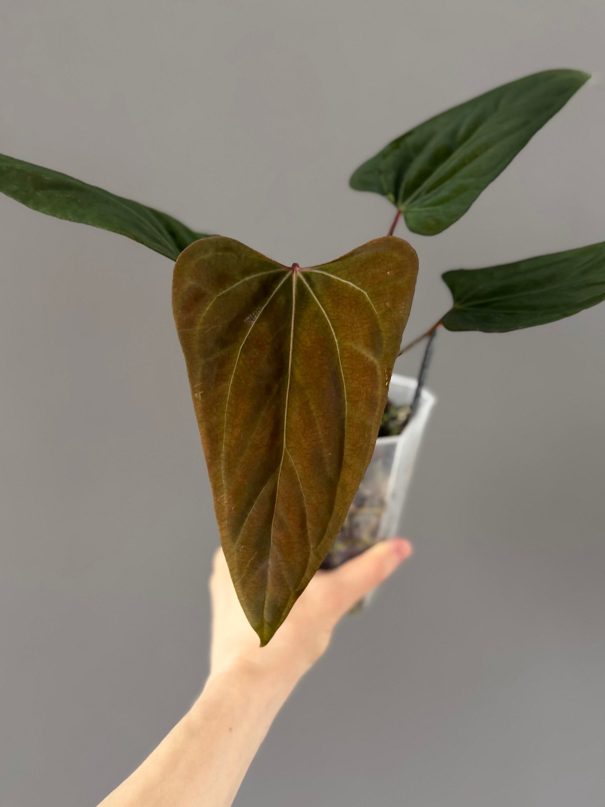 Anthurium portillae ‚Dorito‘ Klon Ableger